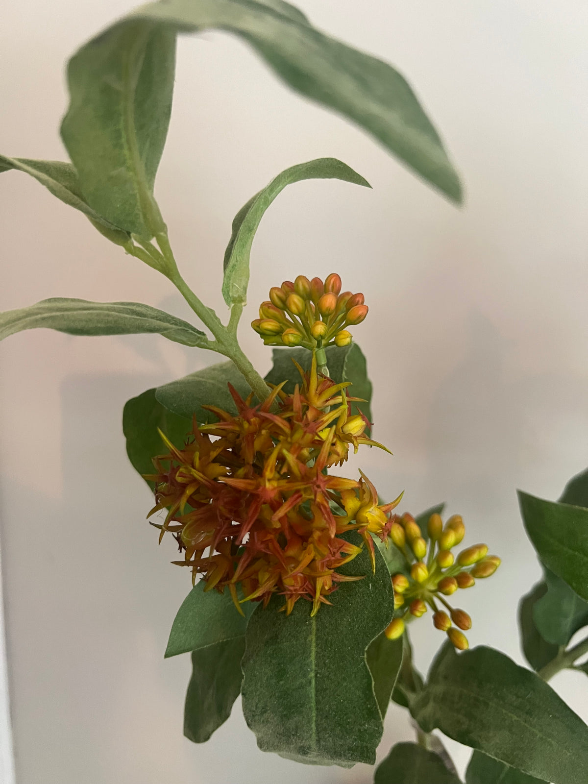 KUNST | ASCLEPIAS | 87 CM
