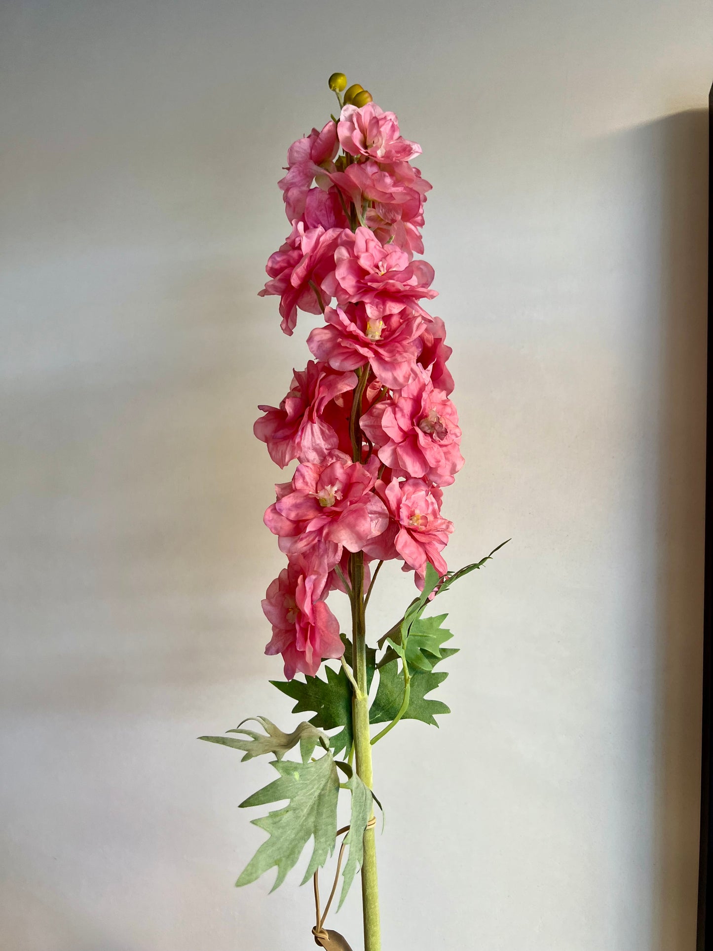 KUNST | DELPHINIUM | ROZE | RIDDERSPOOR