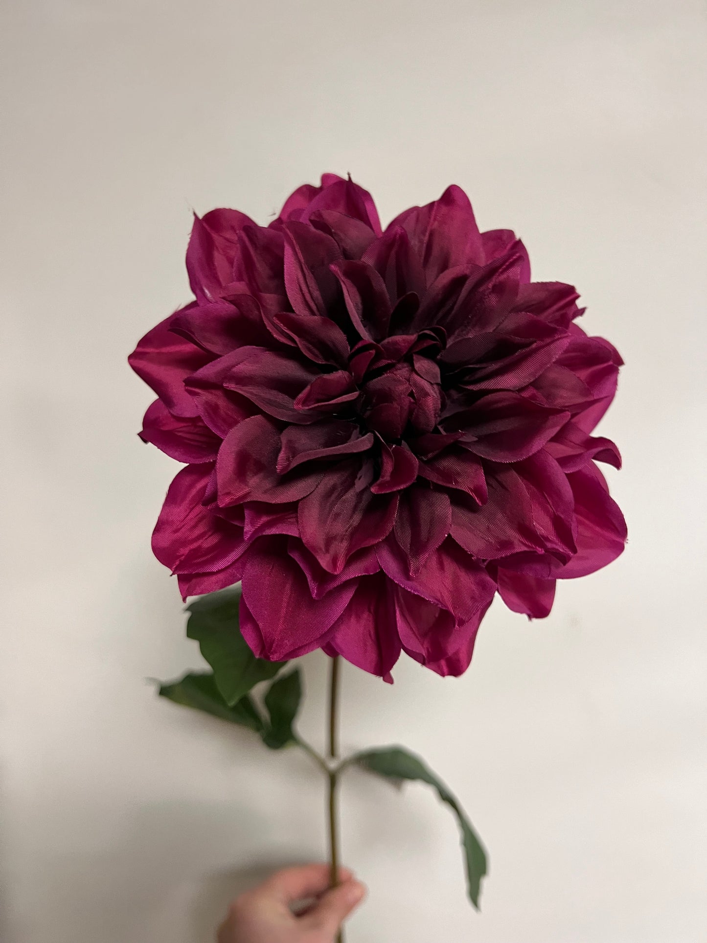 ZIJDEN | DONKER | PAARSE | DALIHA