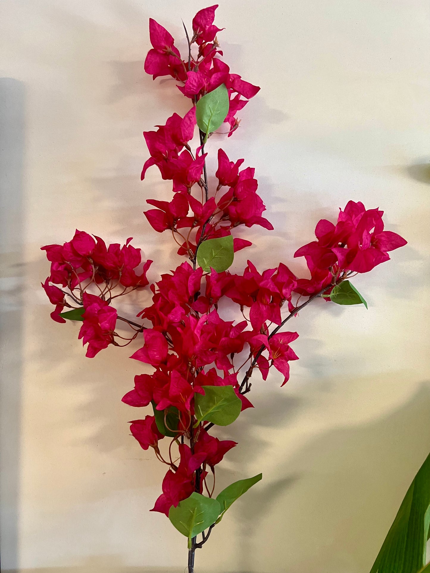 ZIJDEN | BOUGAINVILLEA | TAKKEN