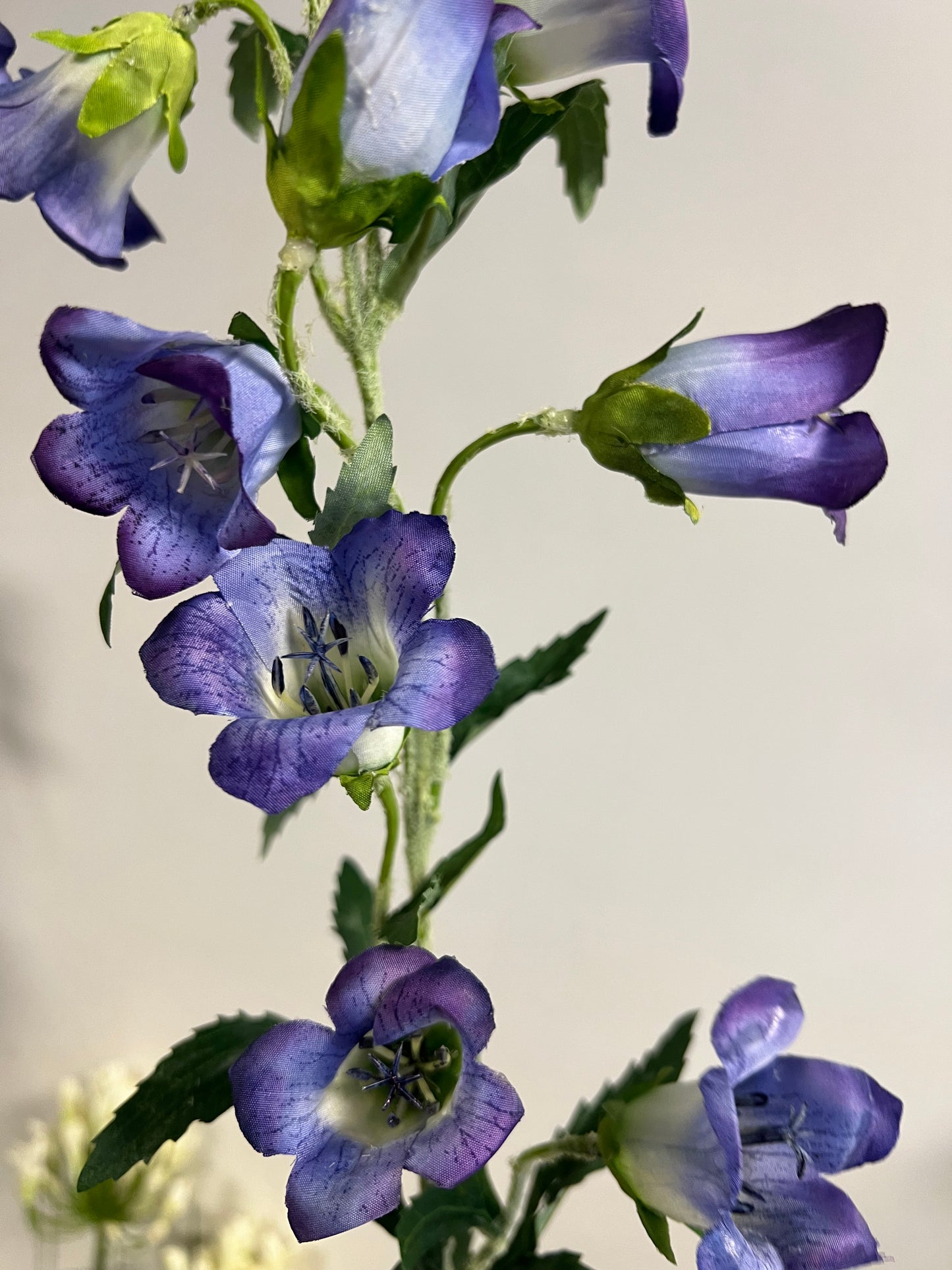ZIJDEN | CAMPANULA | PAARS