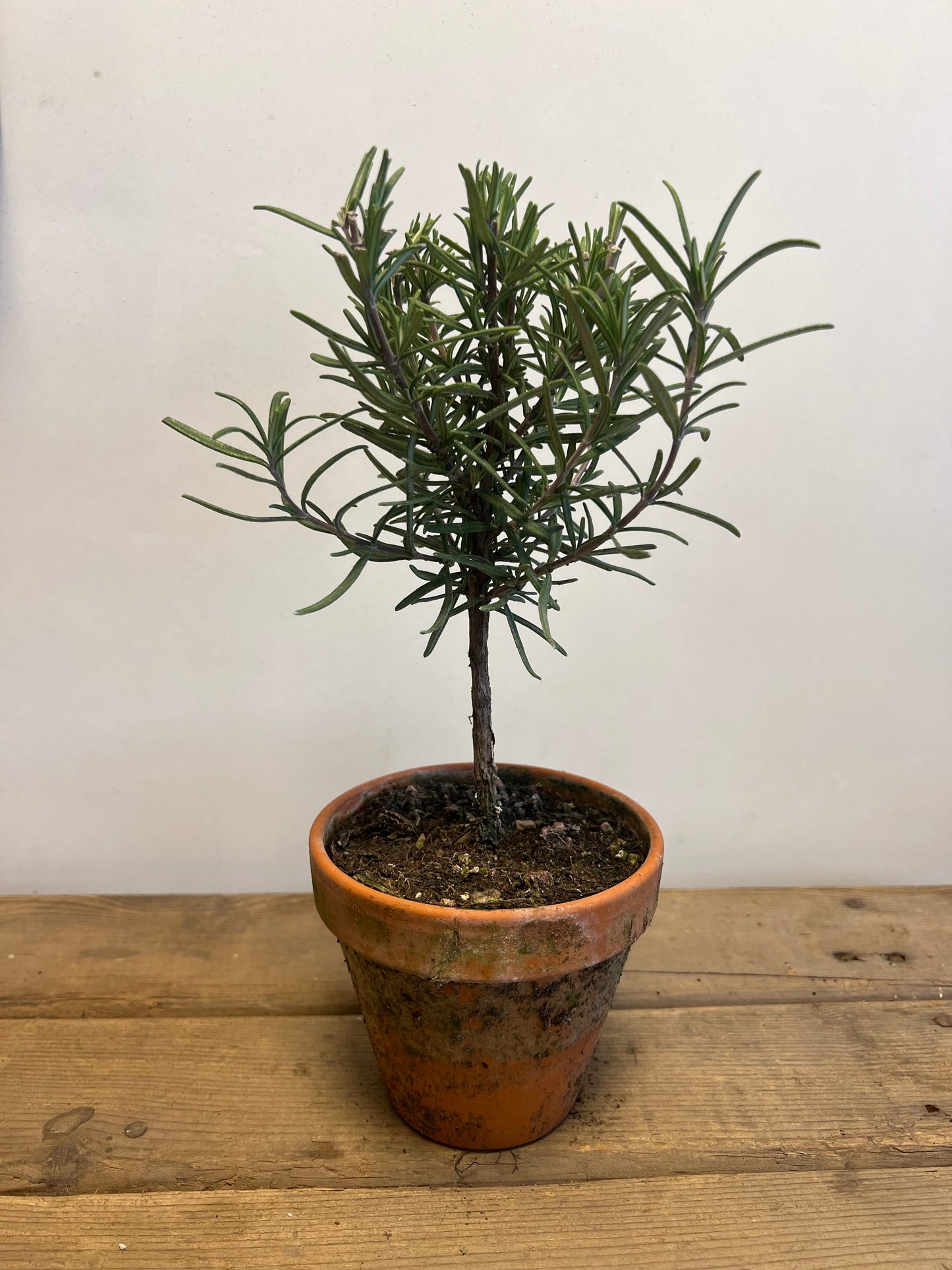 ECHTE | TIJM | ROZEMARIJN | BOOMPJES | TERRACOTTA