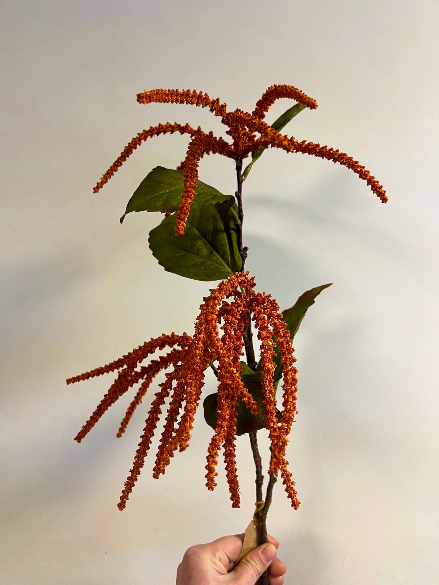 KUNST | AMARANTHUS | ORANJE