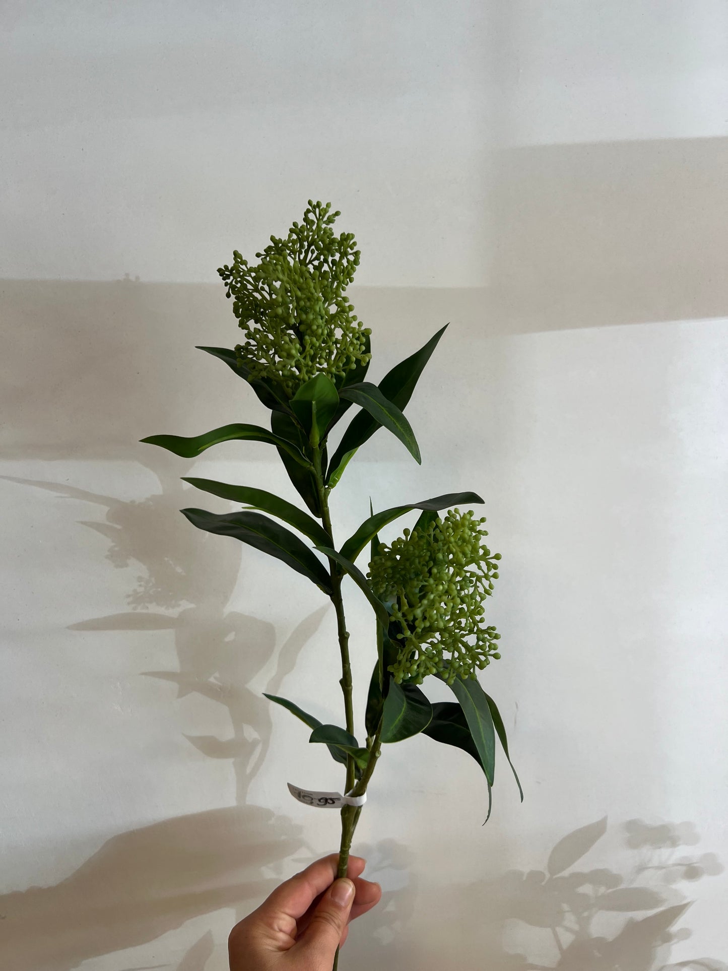 KUNST | SKIMMIA | 2 | KLEUREN