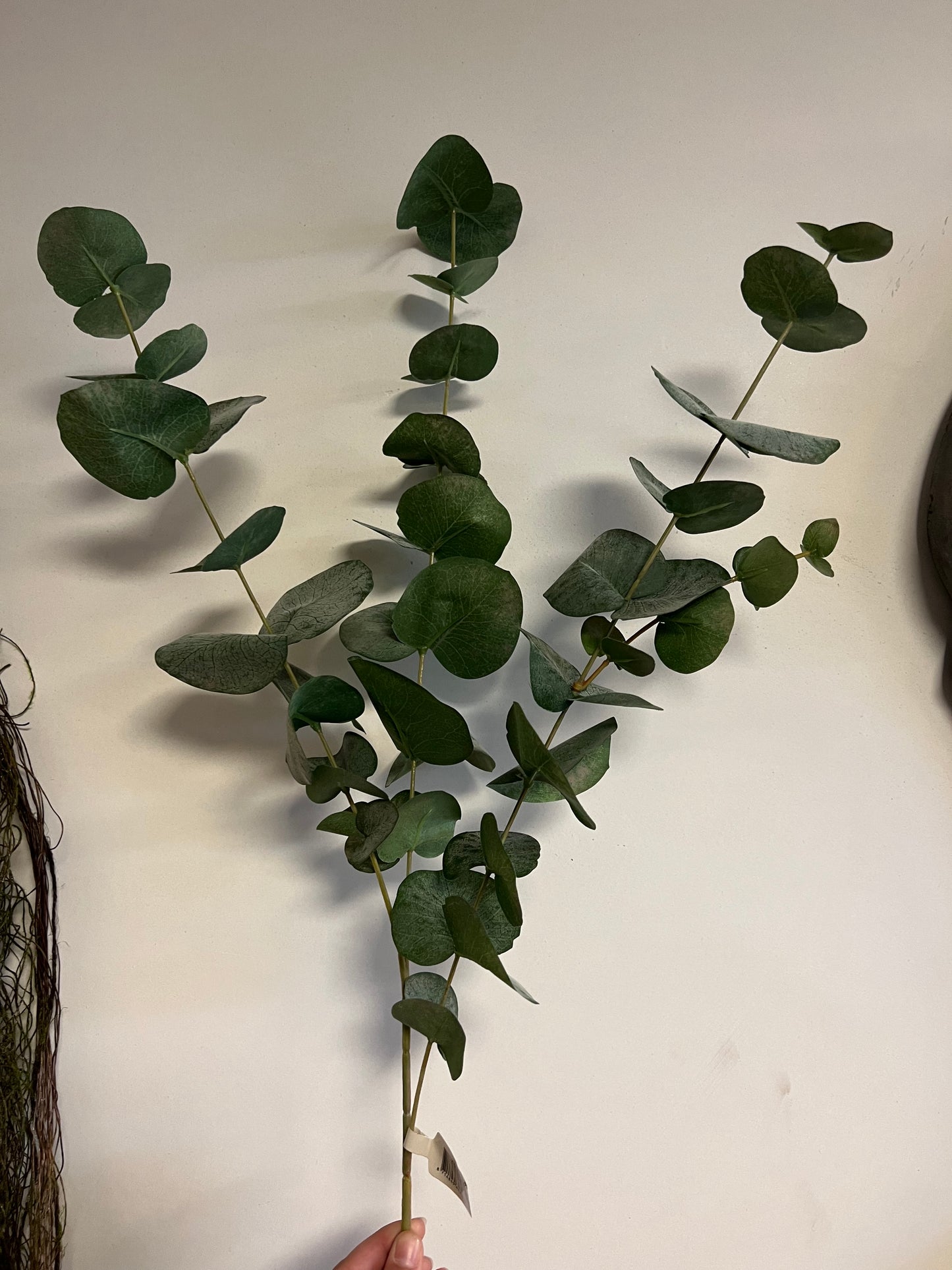 ZIJDEN | EUCALYPTUS