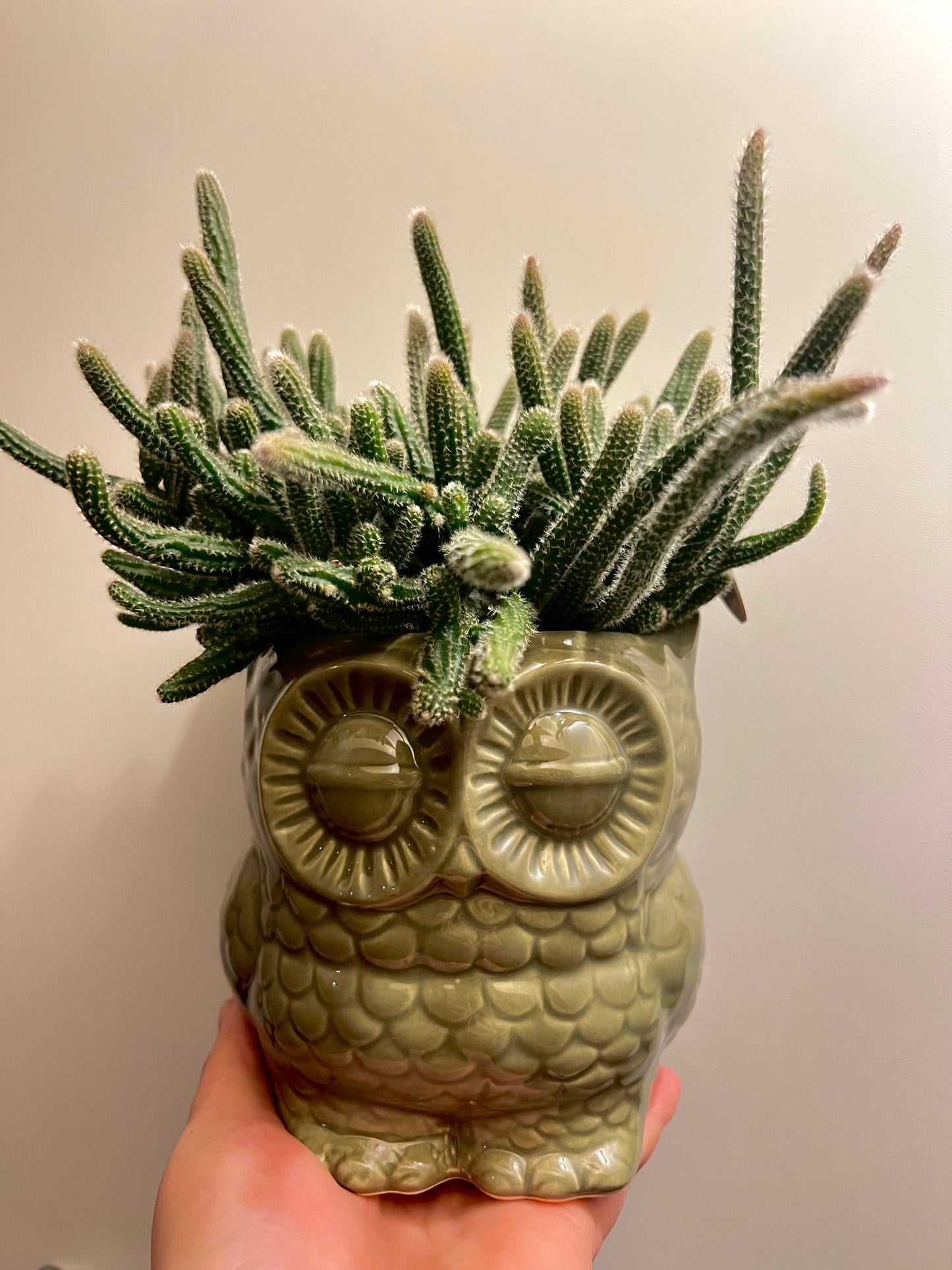 UIL | POT | MET | PLANTJE | 3 | SOORTEN
