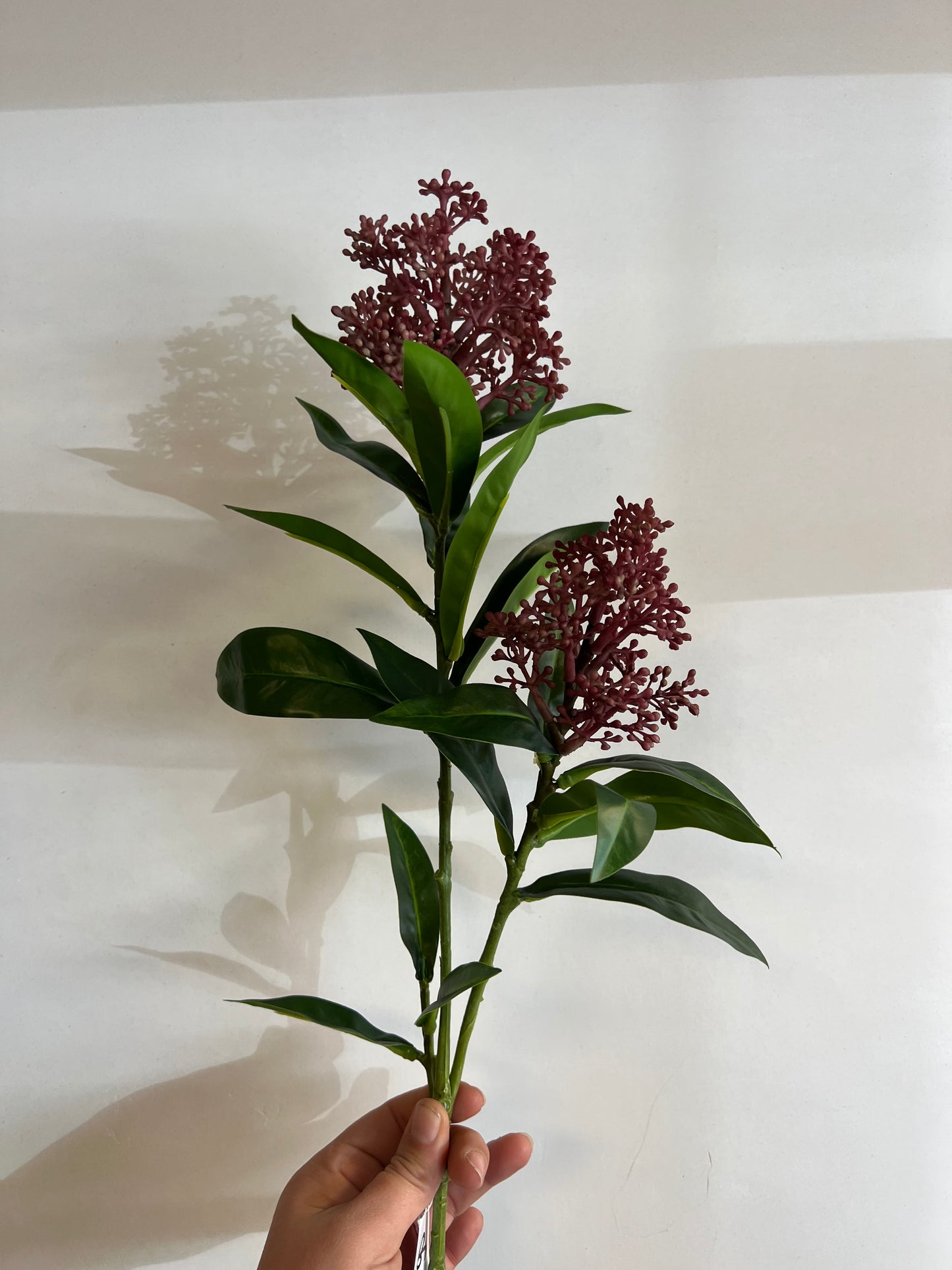 KUNST | SKIMMIA | 2 | KLEUREN