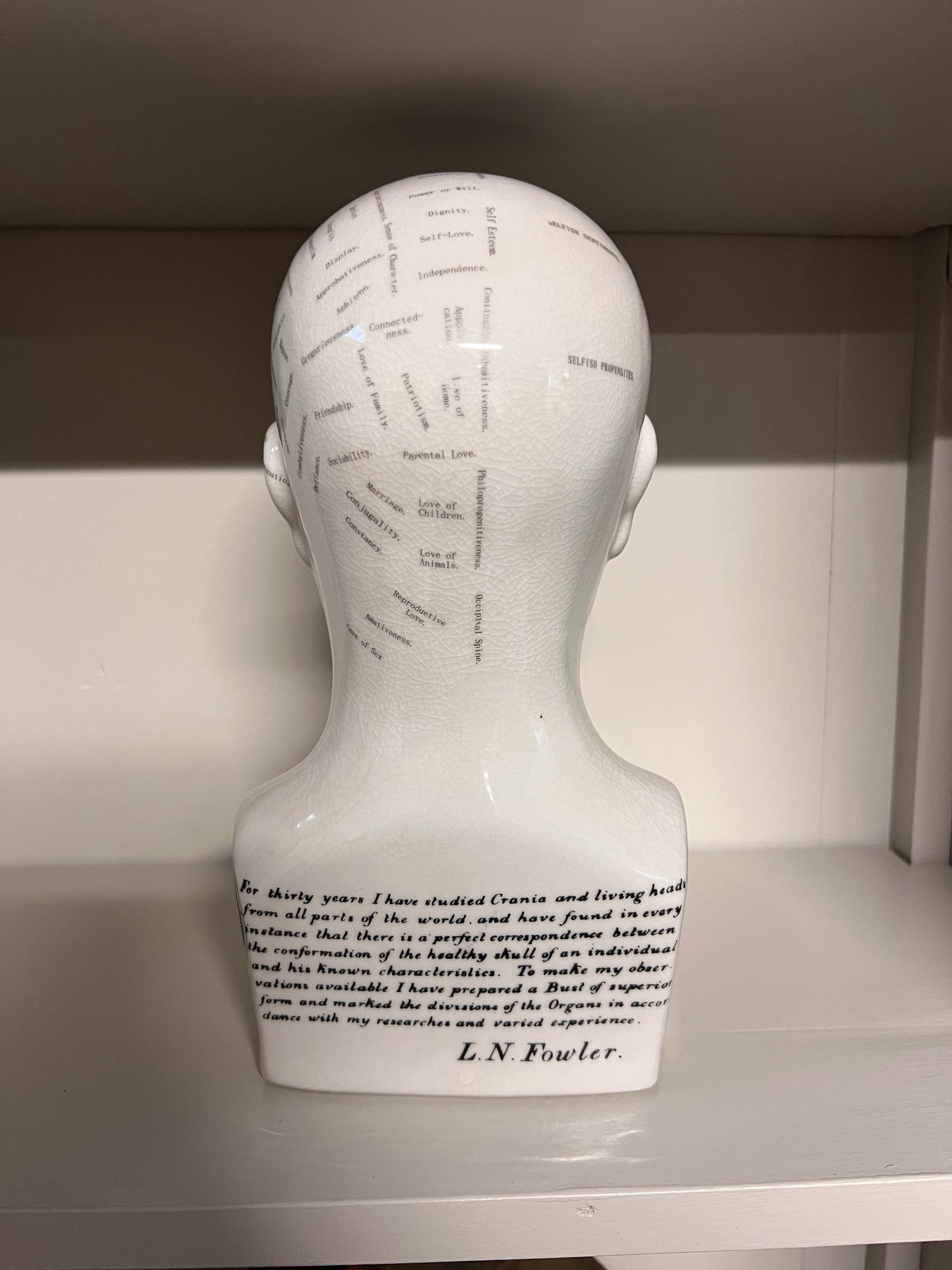 HOOFD | ANATOMIE