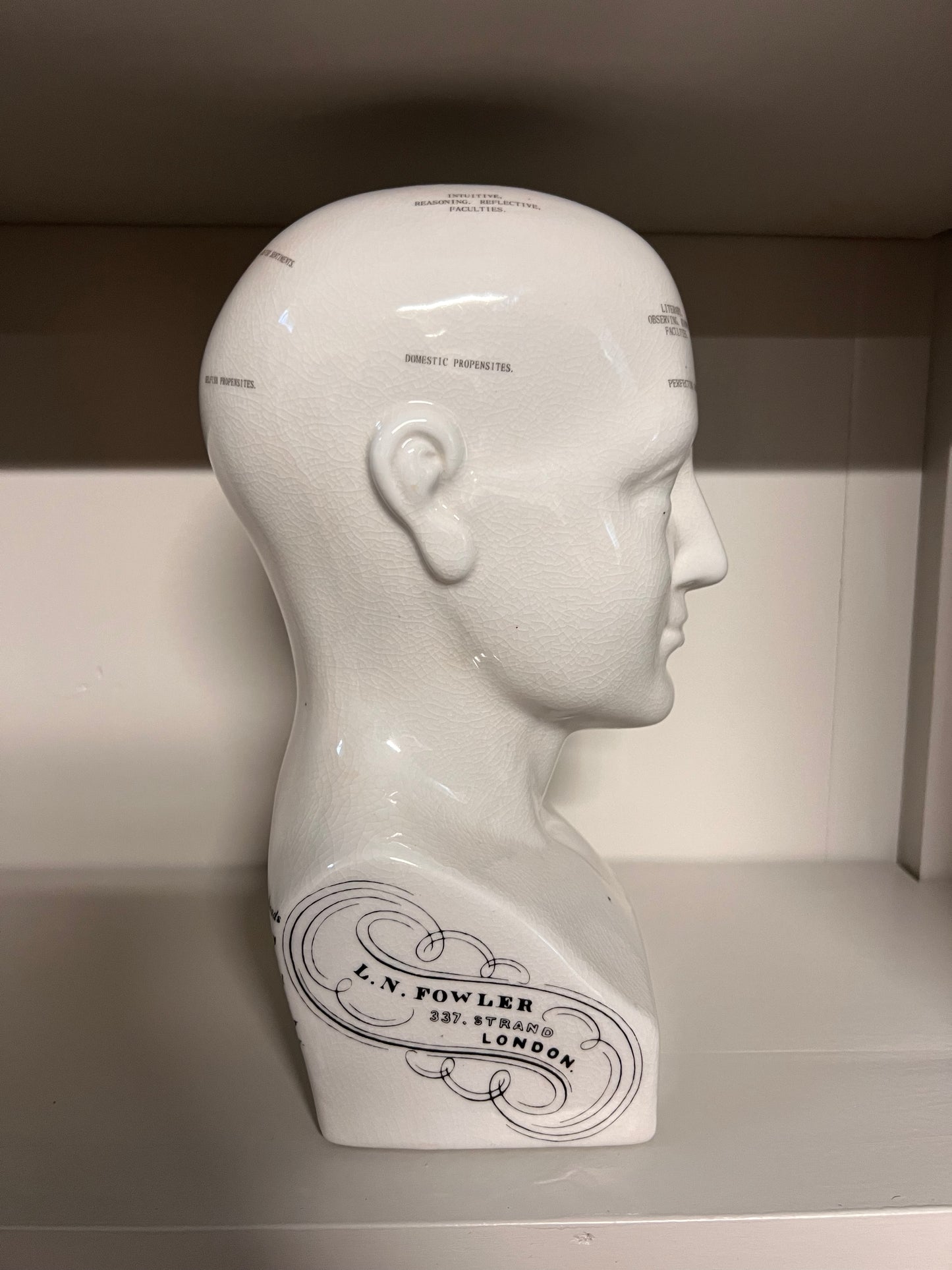 HOOFD | ANATOMIE