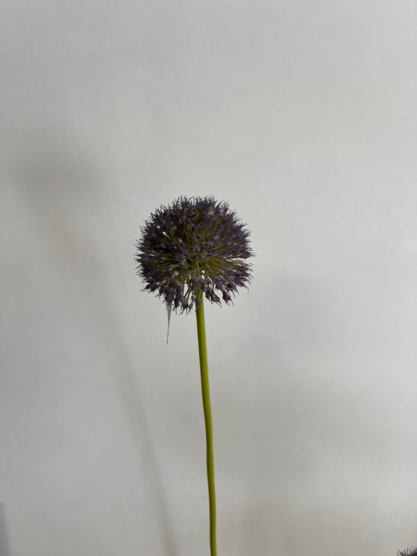 KUNST | ALLIUM | UIENBOLLEN | PAARS | 2 | MATEN
