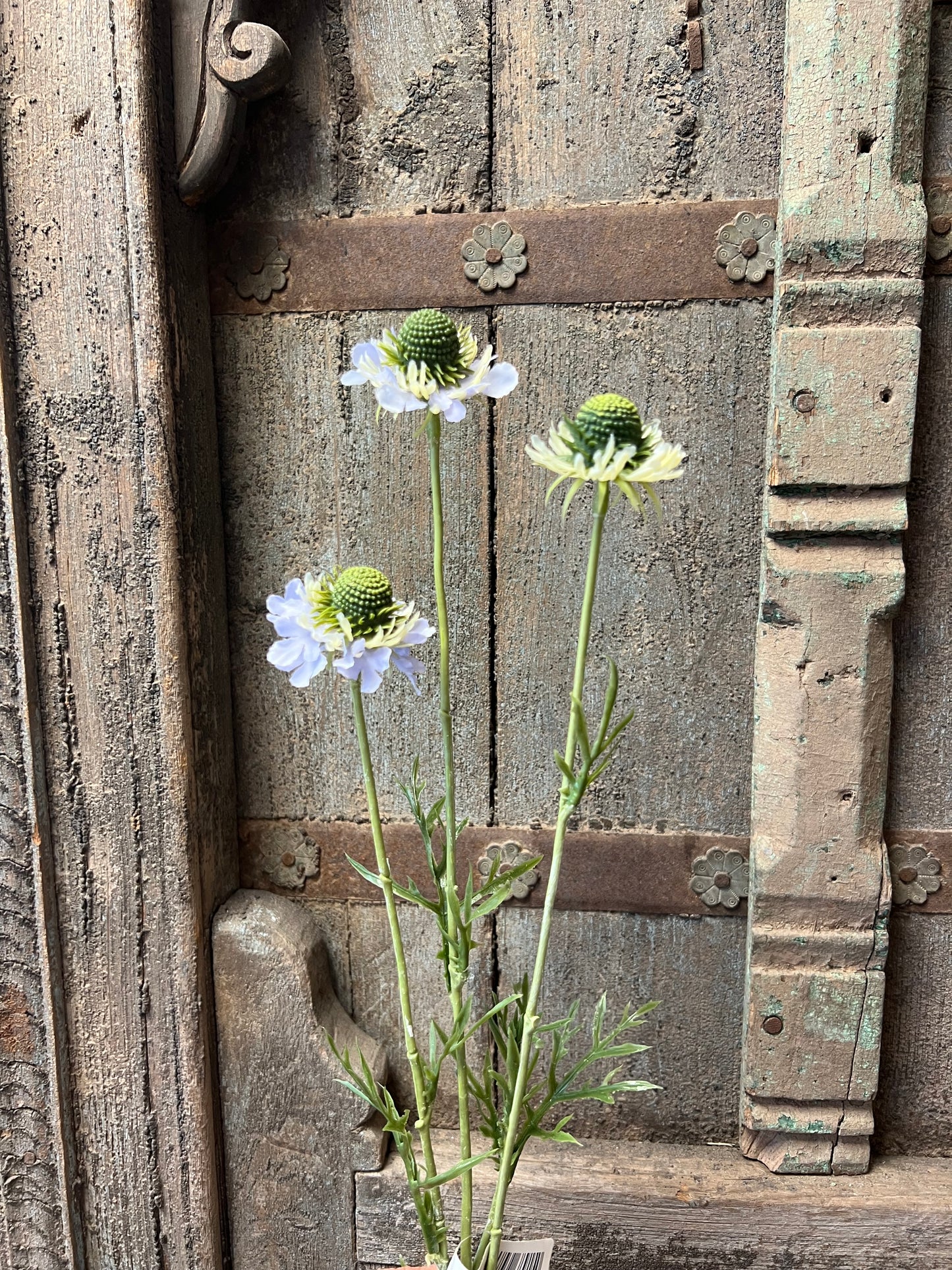 KUNST | SCABIOSA | LAVENDEL