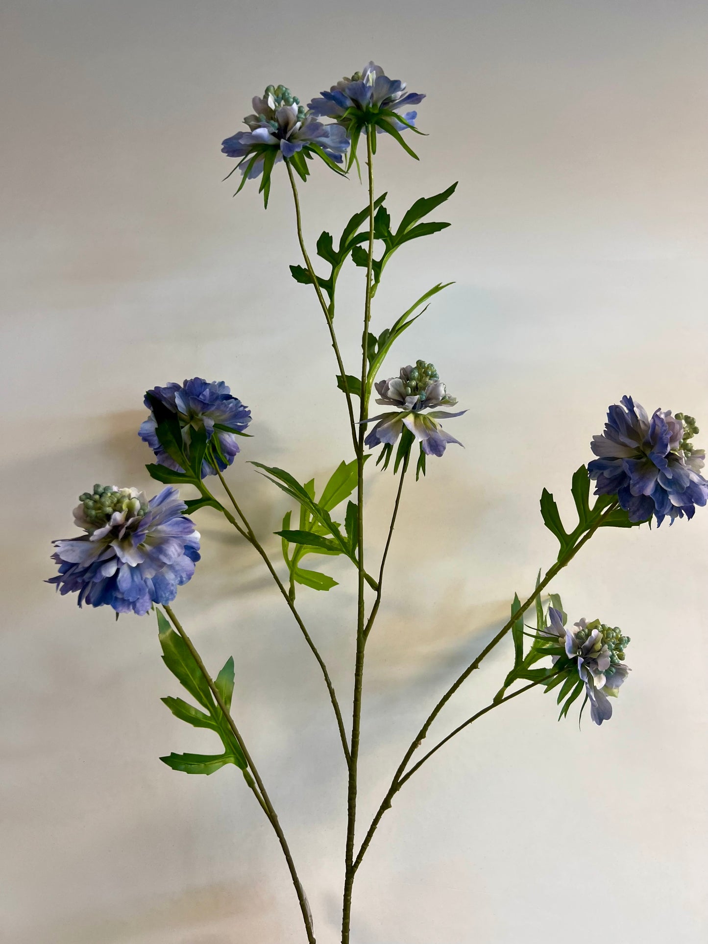 ZIJDEN | SCABIOSA | LICHT | BLAUW