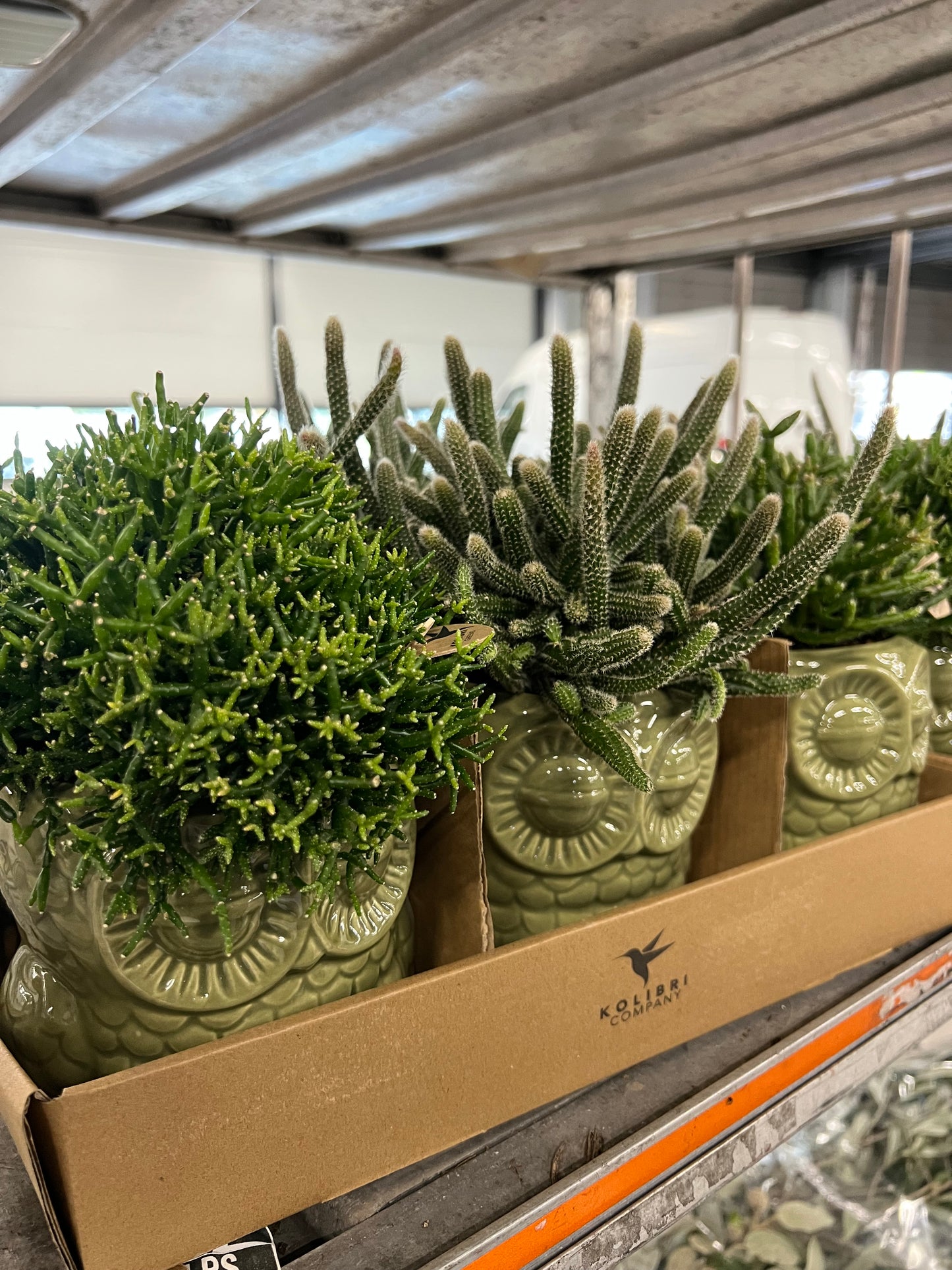 UIL | POT | MET | PLANTJE | 3 | SOORTEN