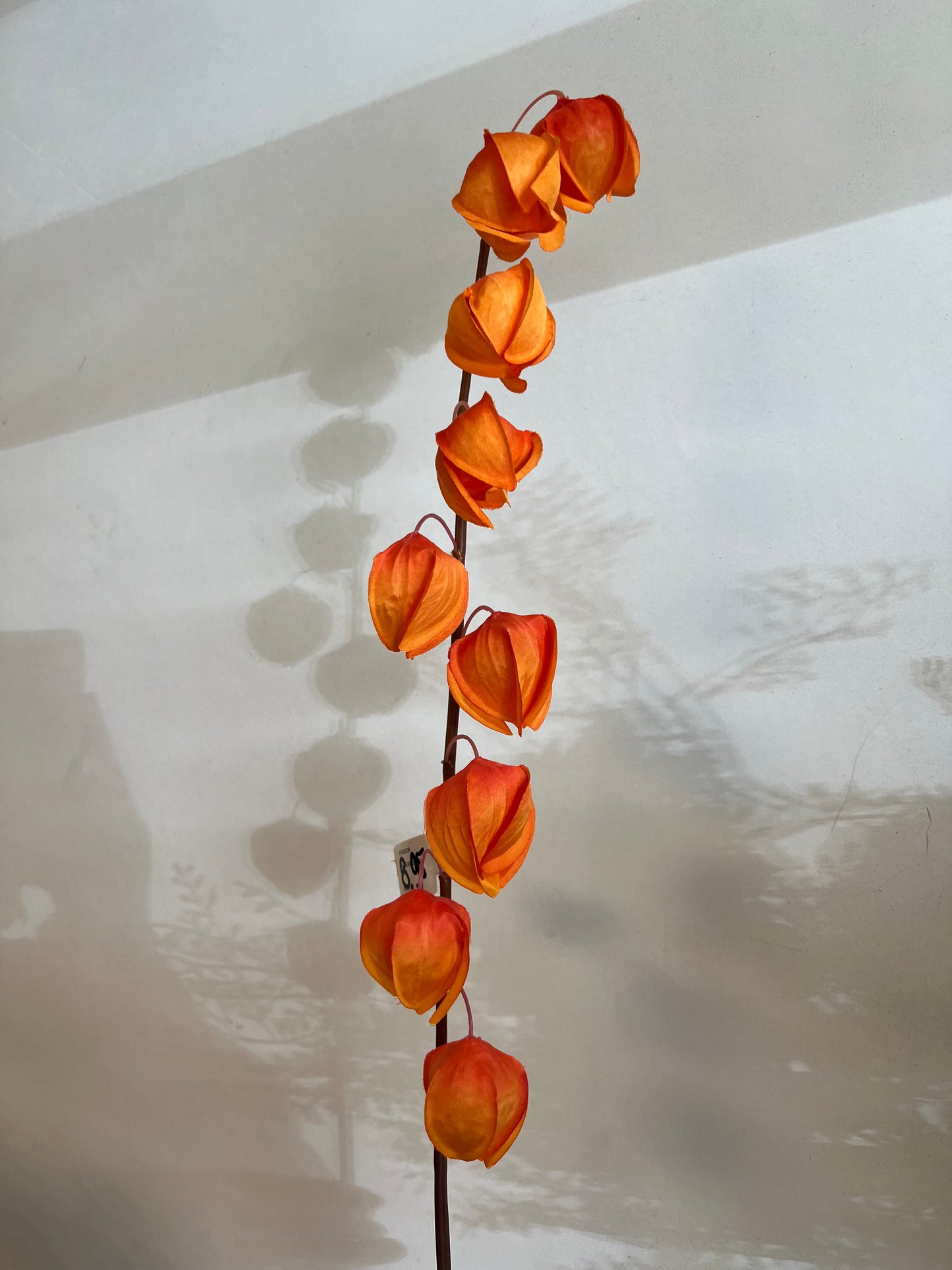 KUNST | PHYSALIS | LAMPIONS | ORANJE