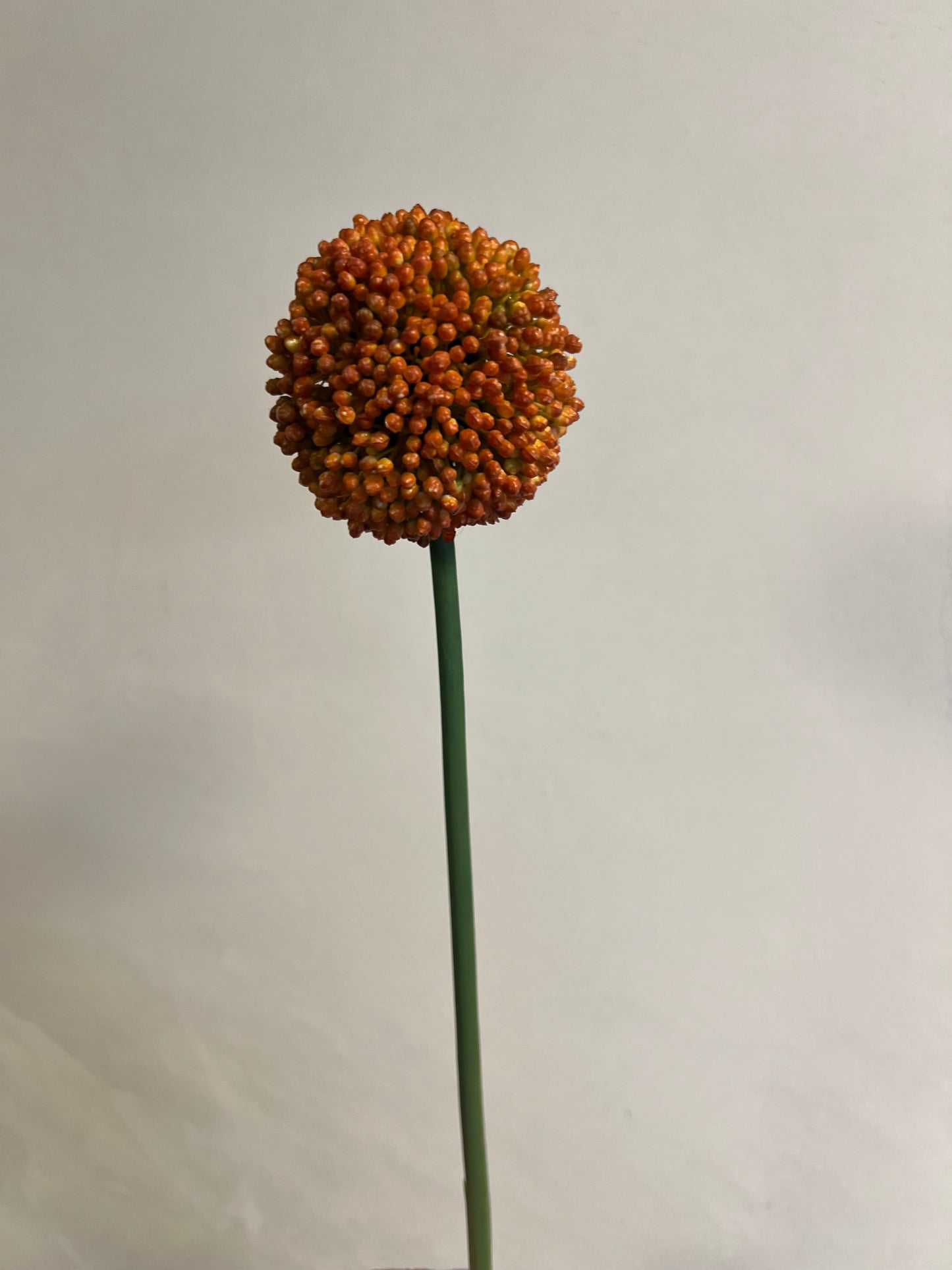 KUNST | ALLIUM | UIENBOL | ORANJE