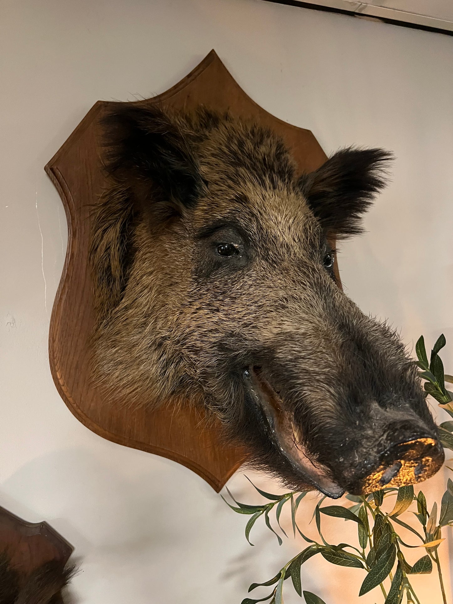 OUD | EVERZWIJN | BROCANTE | TAXIDERMIE | XL