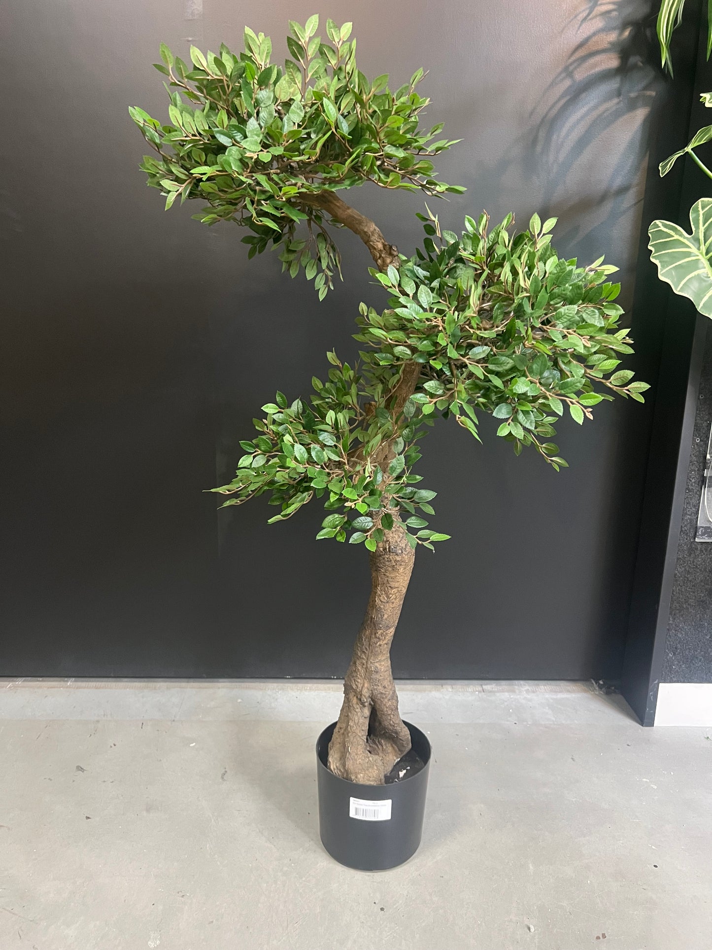 Bonsai