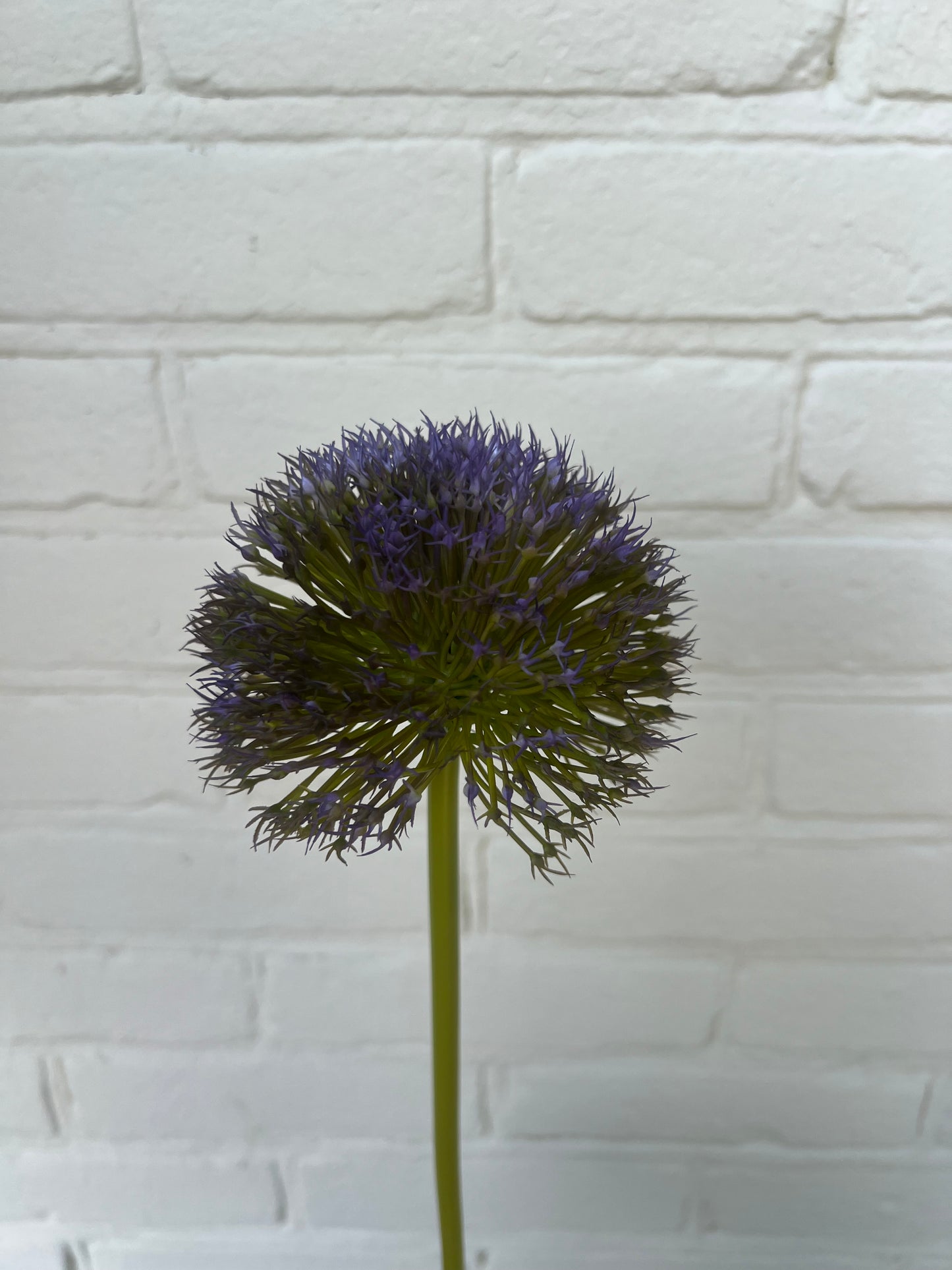 KUNST | ALLIUM | UIENBOLLEN | PAARS | 2 | MATEN