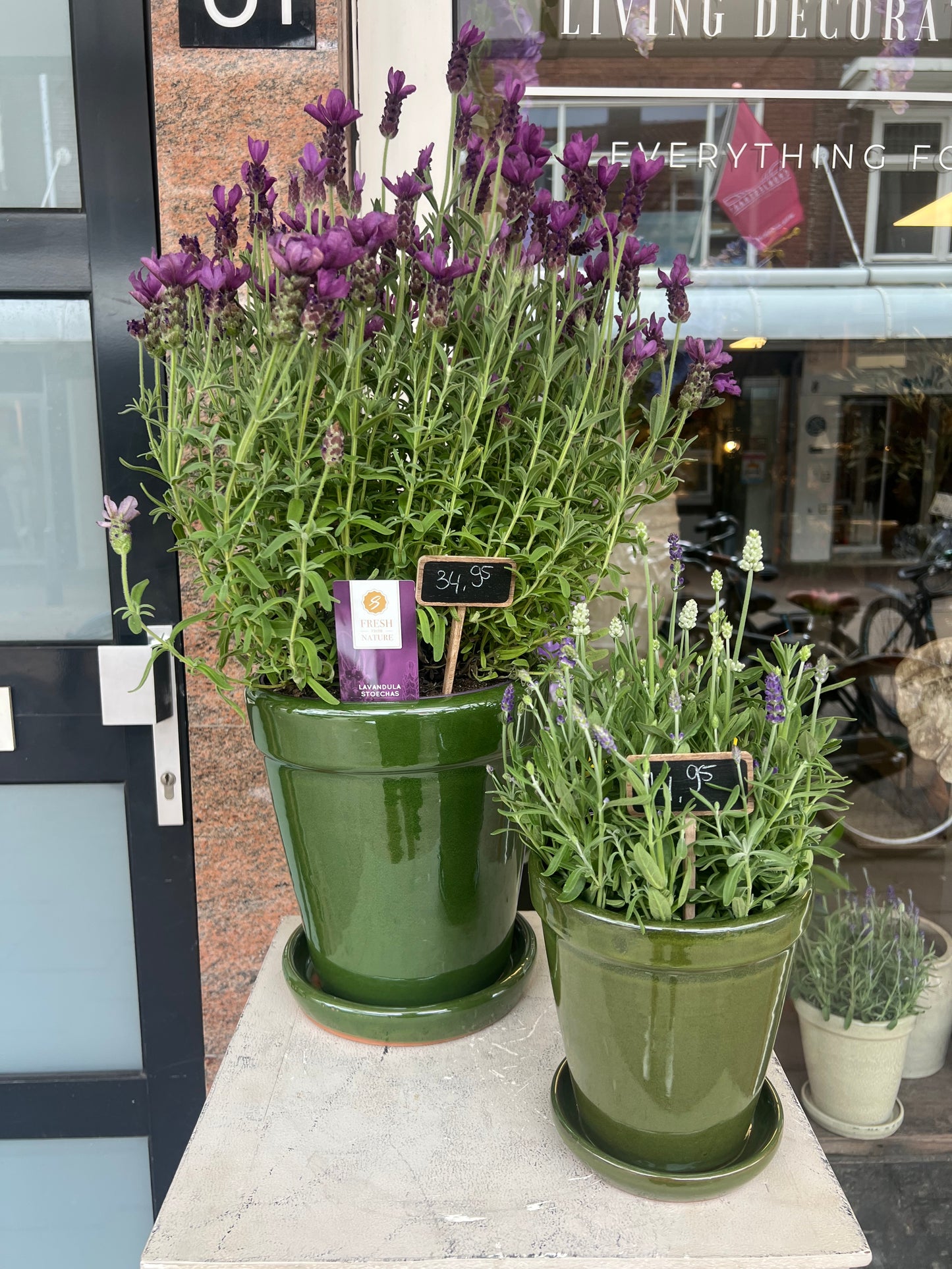POT | OLIJF | GROEN | GROOT