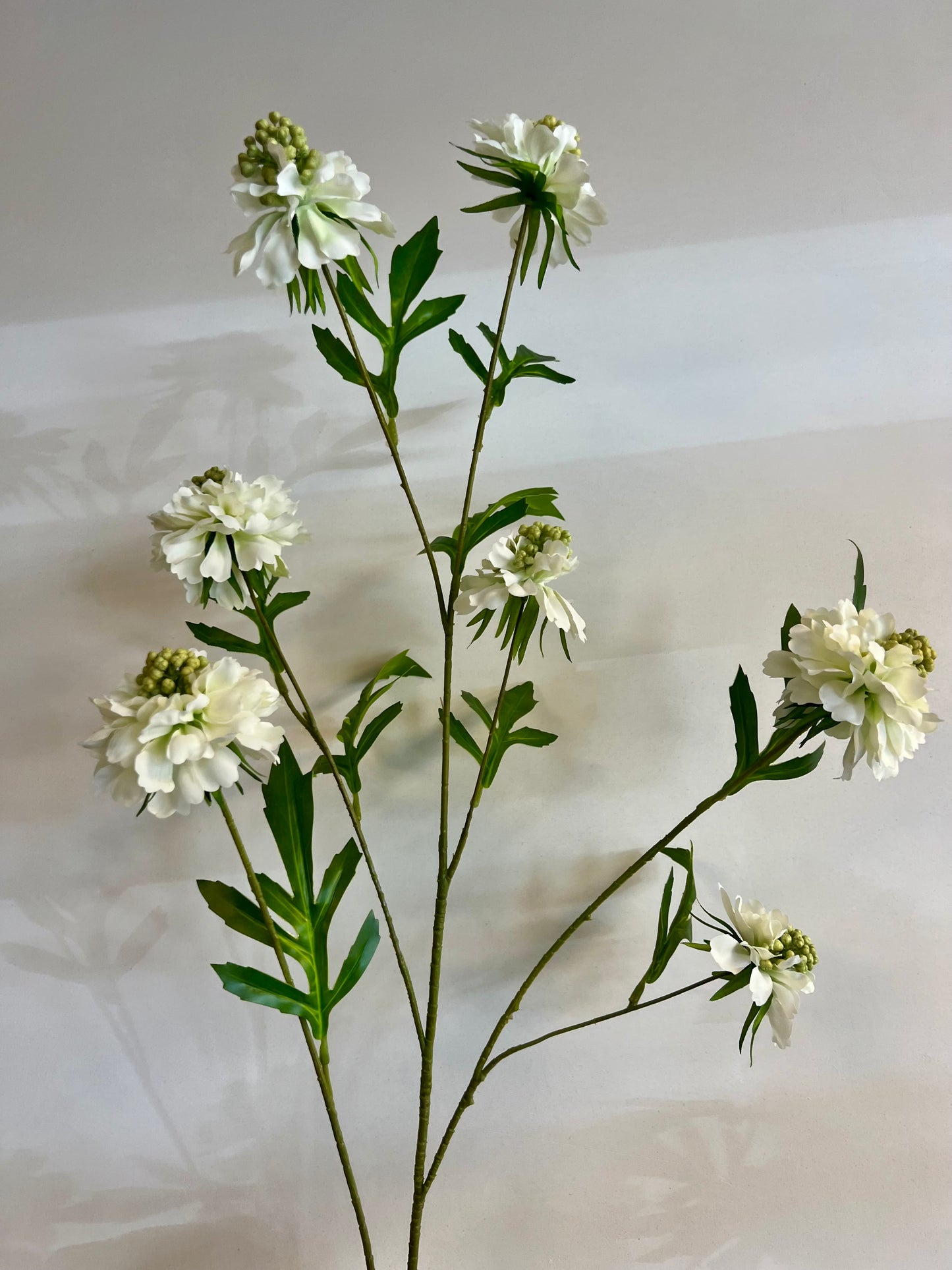 ZIJDEN | SCABIOSA | WIT