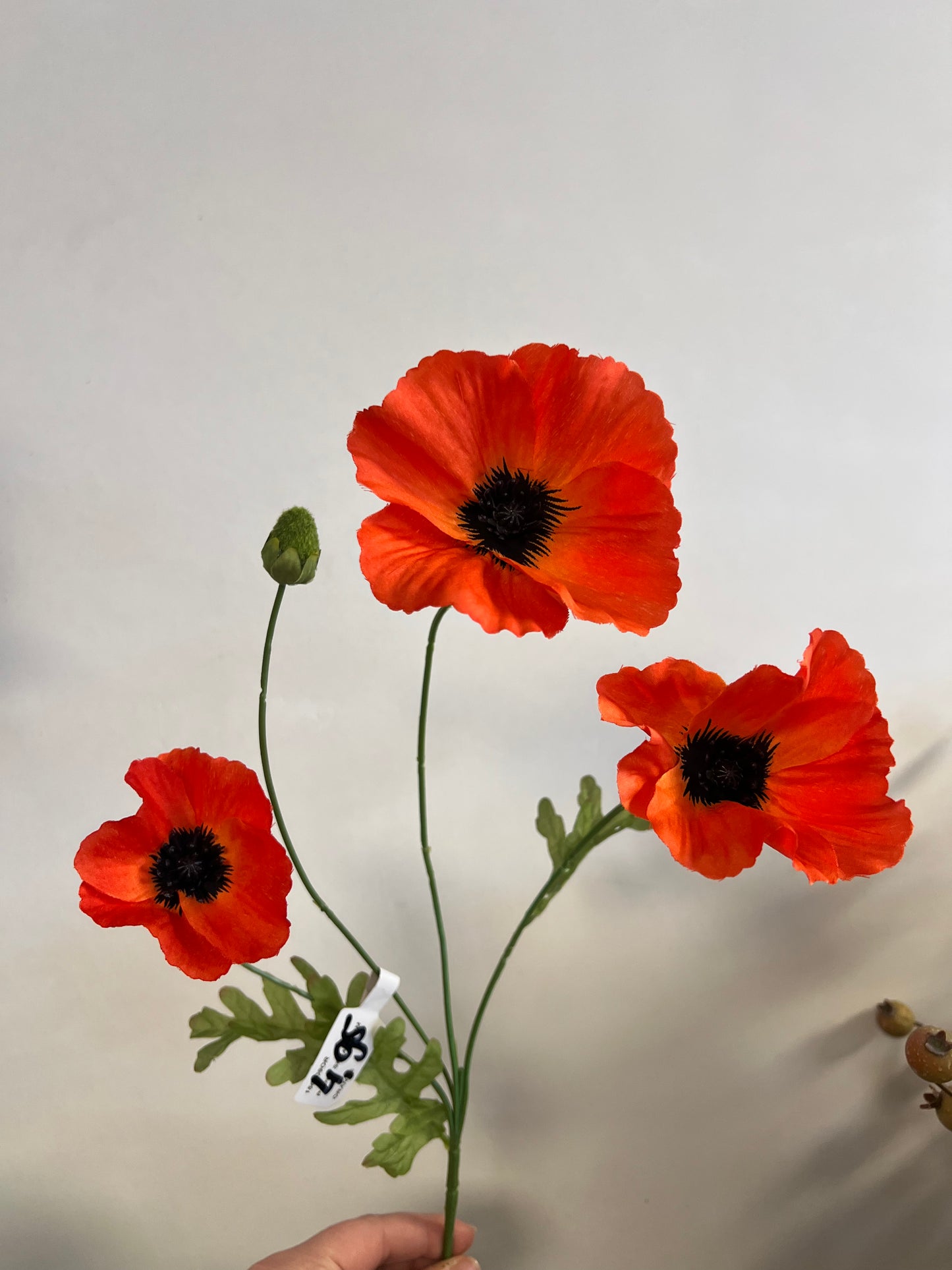 KLAPROOS | 3 | KLEUREN | ORANJE