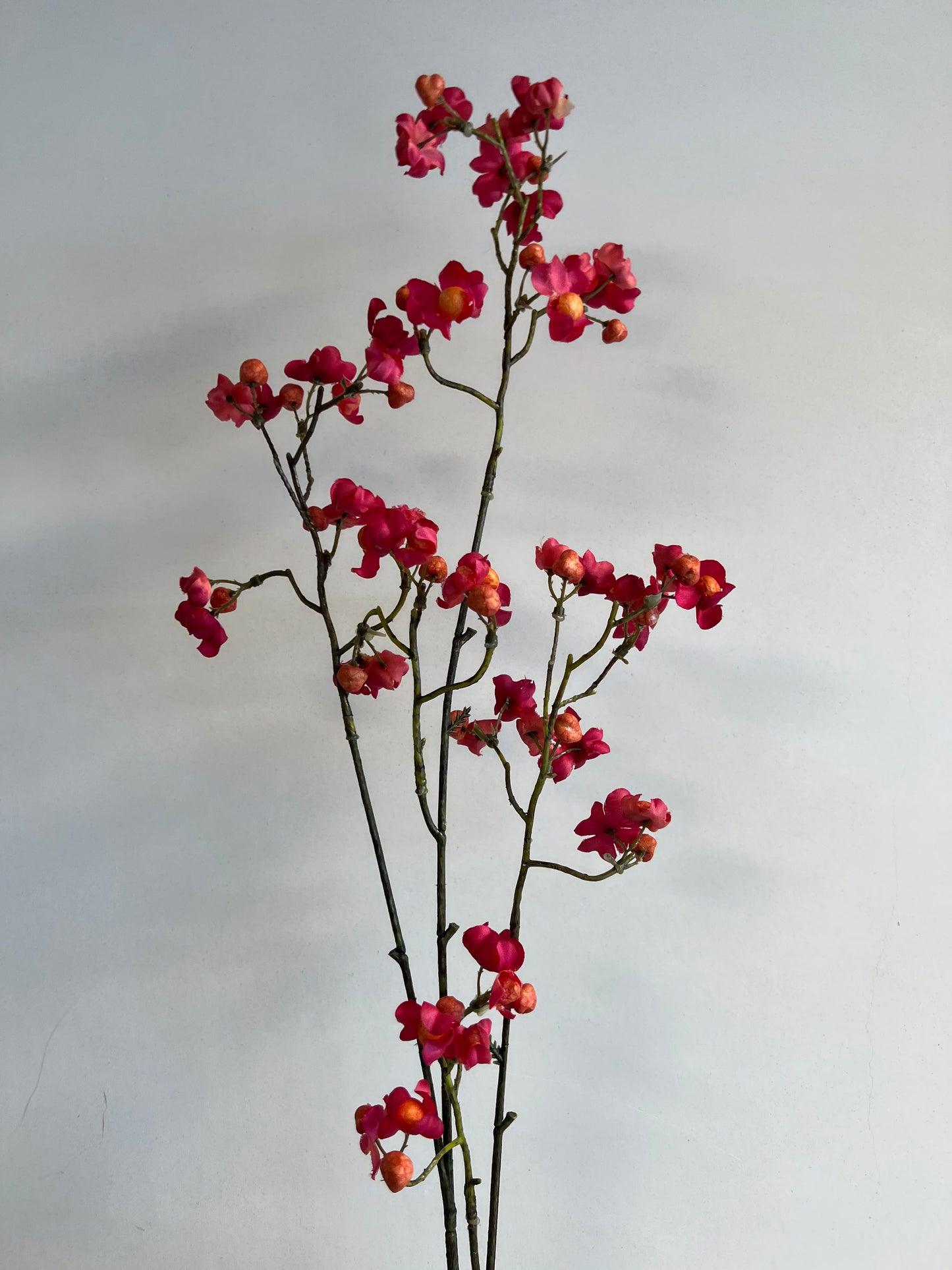 KUNST | KARDINAALSMUTS | EUPONYMOUS | ROZE | ORANJE | 90 CM