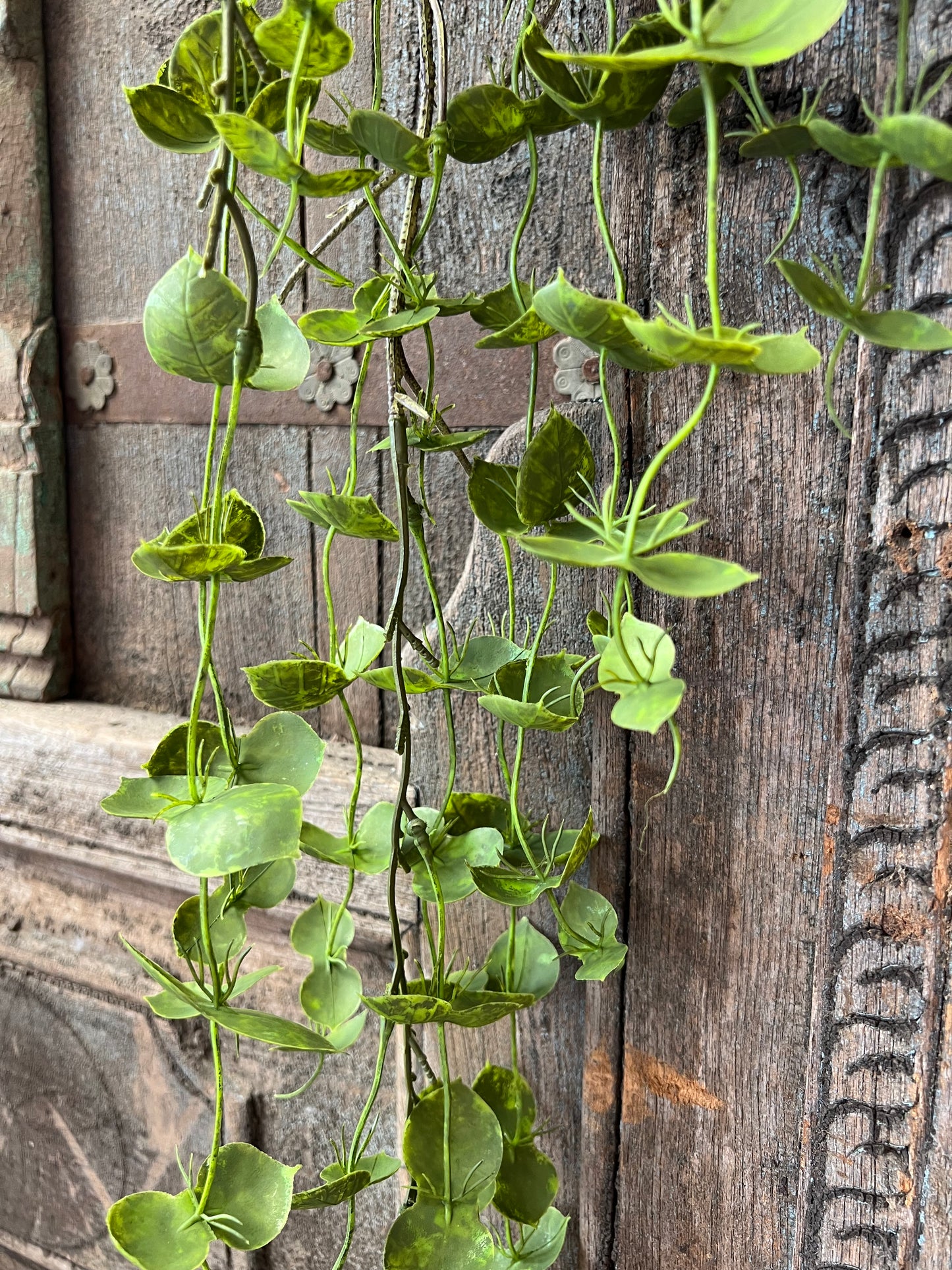 KUNST | HANGPLANT | DISCHIDIA | NUMMULARI