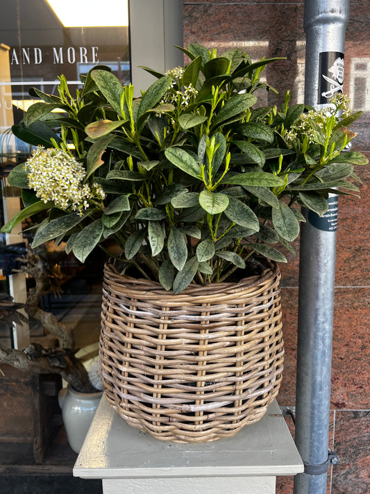 PLANTENMAND | ROTAN | GROOT