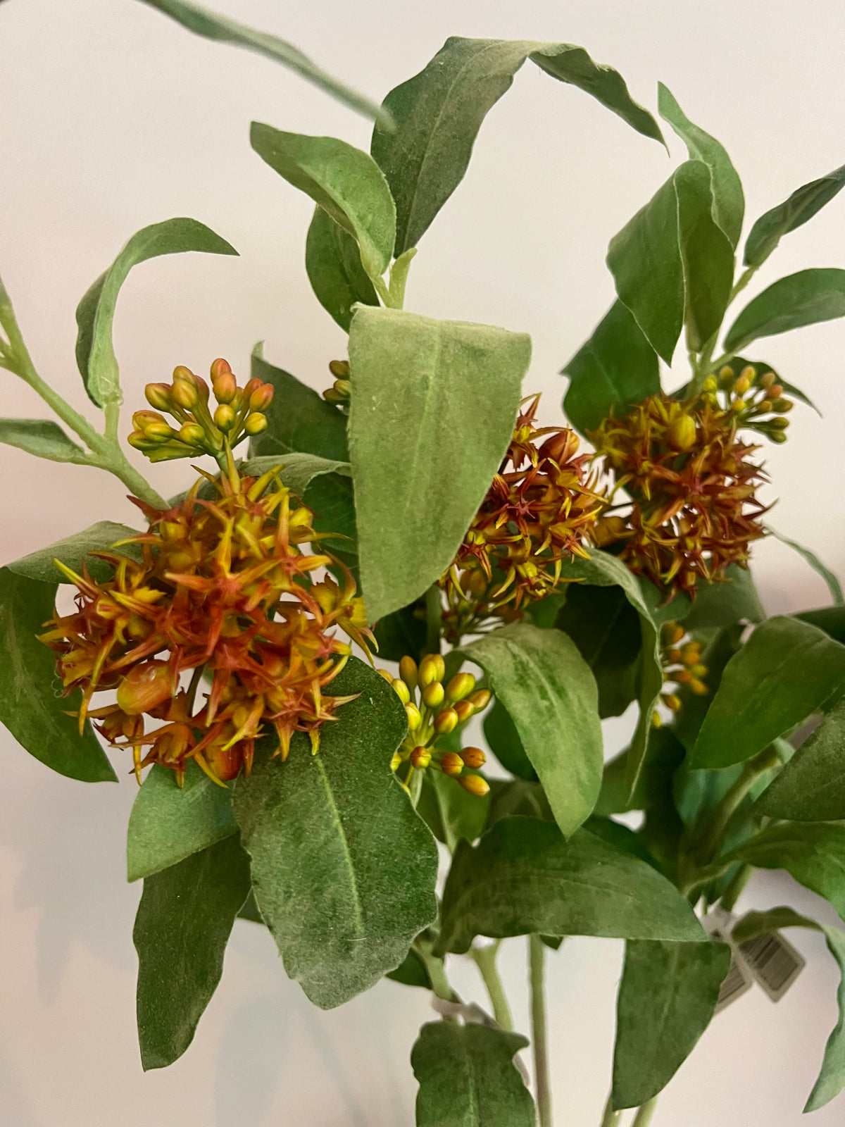 KUNST | ASCLEPIAS | 87 CM
