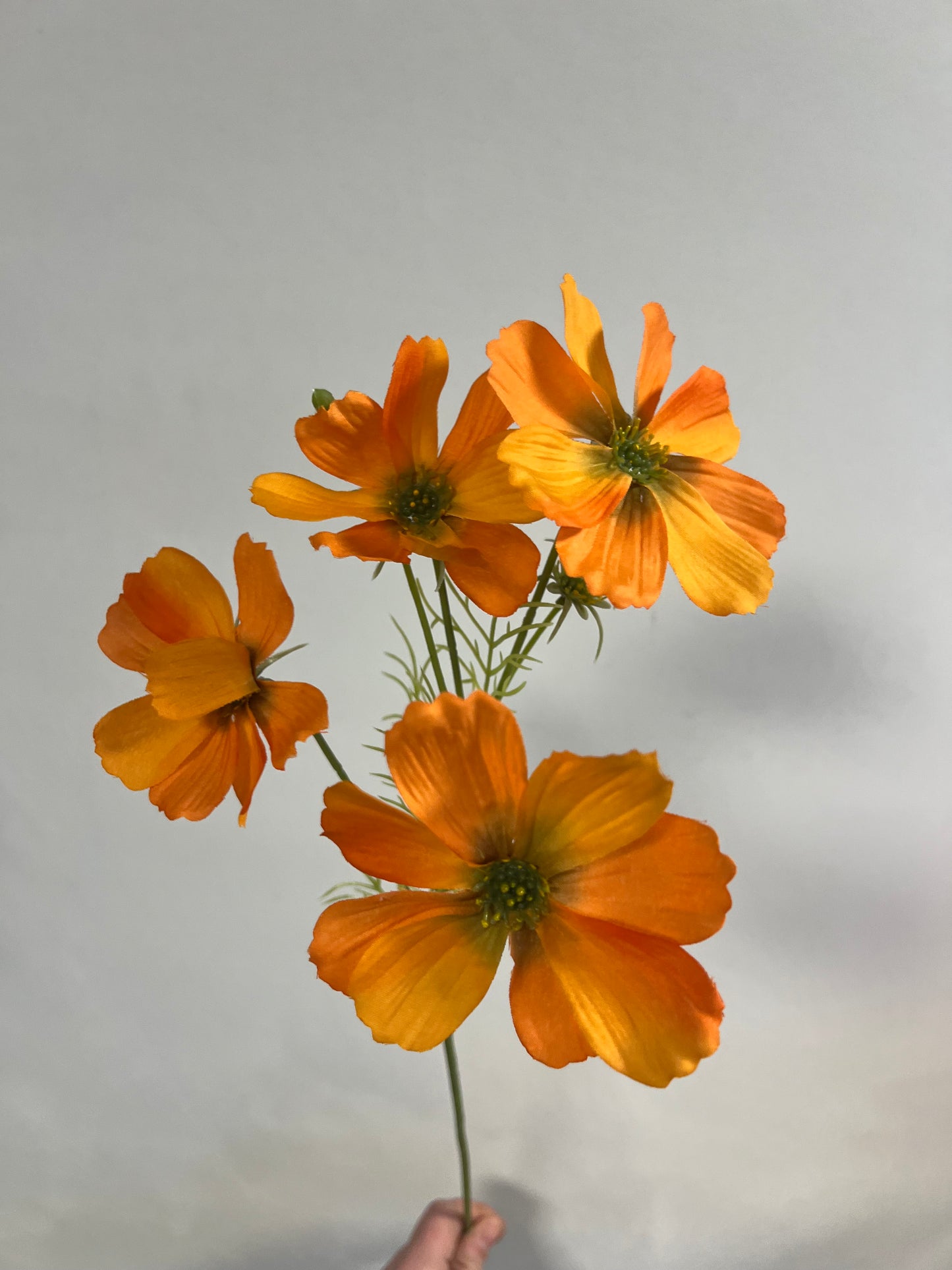 KUNST | COSMOS | SULPHUREUS | COSMEA | ORANJE