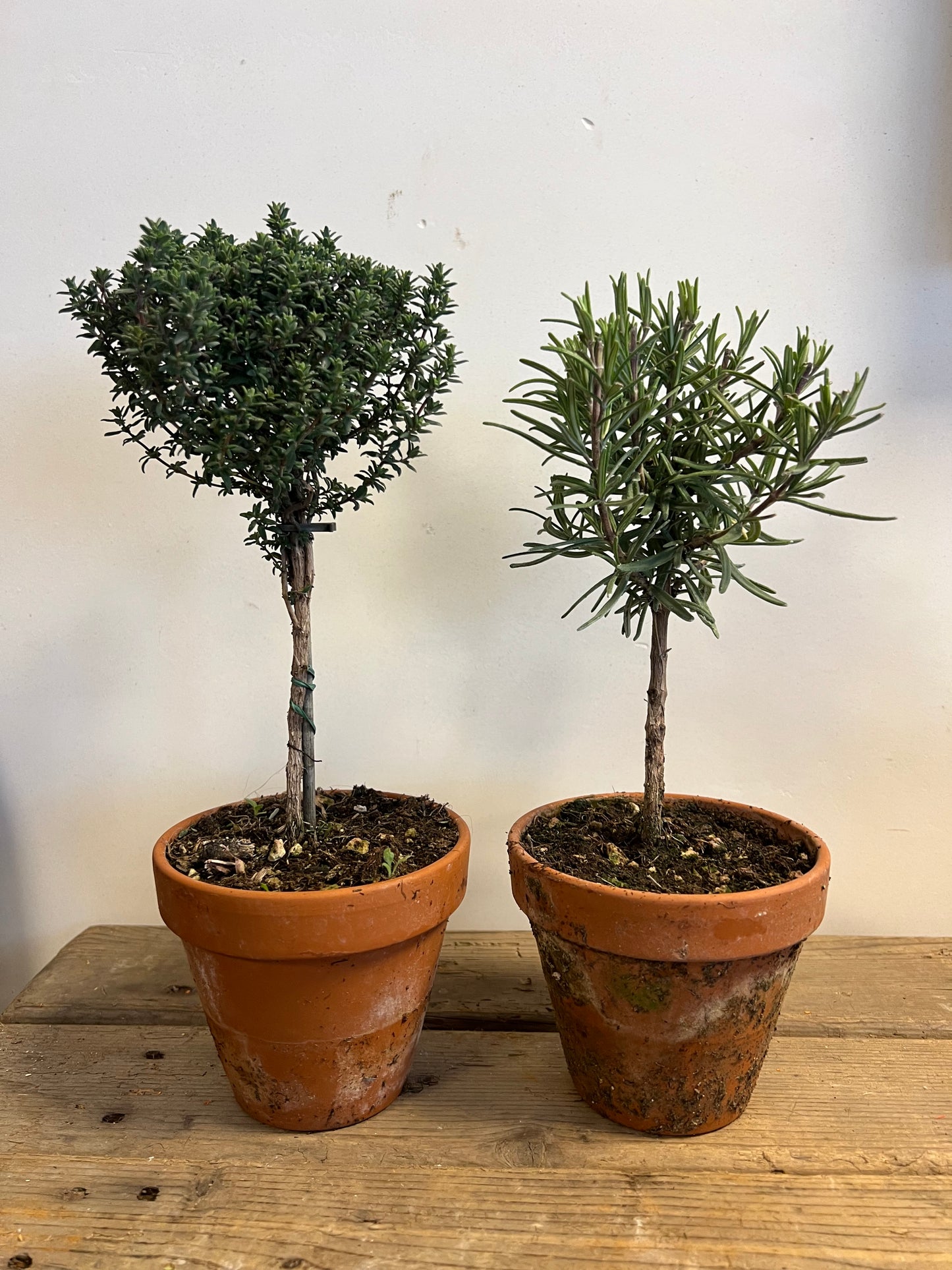 ECHTE | TIJM | ROZEMARIJN | BOOMPJES | TERRACOTTA