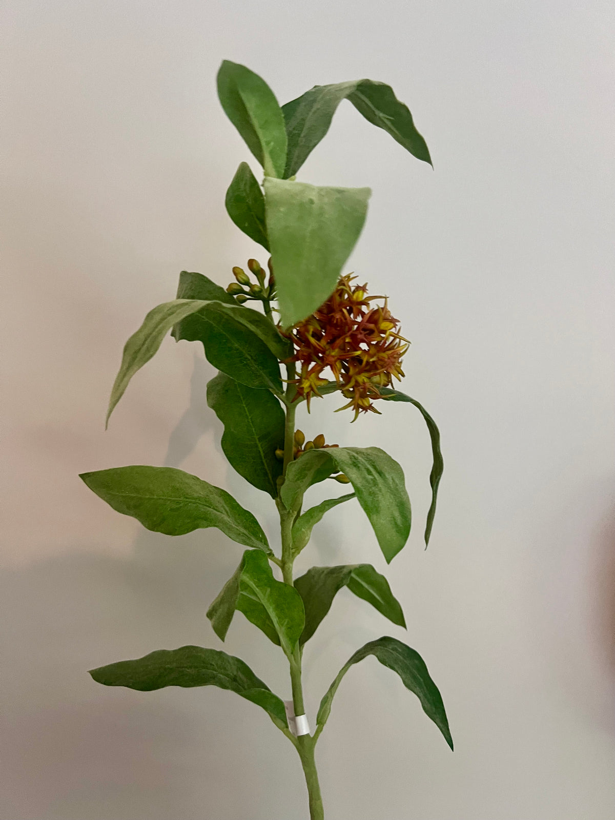 KUNST | ASCLEPIAS | 87 CM