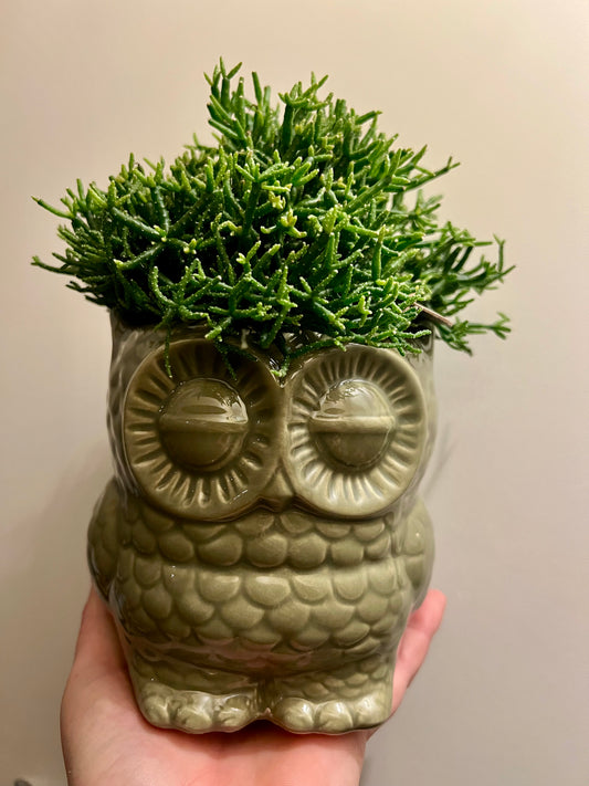 UIL | POT | MET | PLANTJE | 3 | SOORTEN