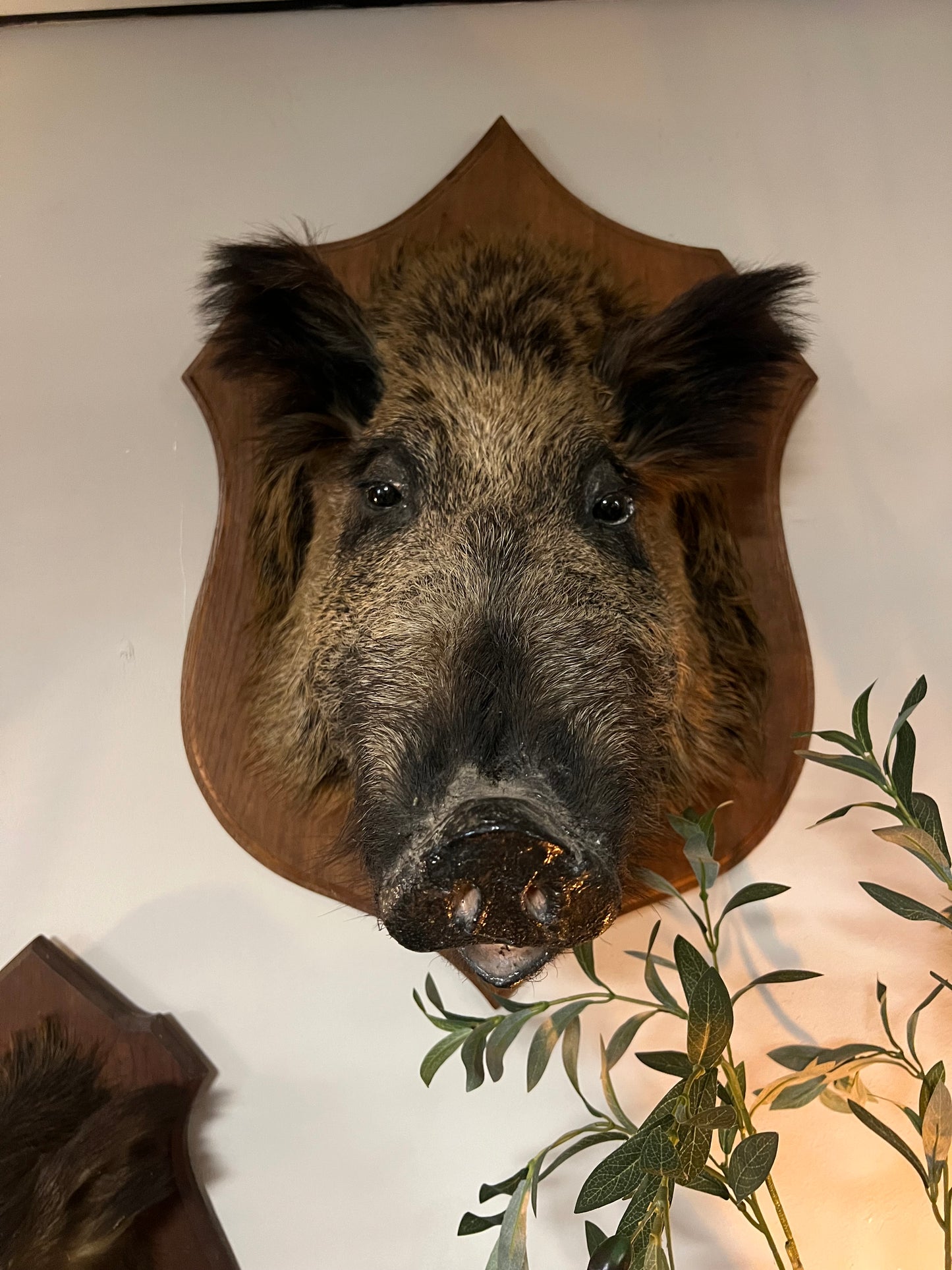 OUD | EVERZWIJN | BROCANTE | TAXIDERMIE | XL