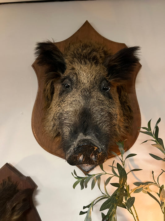 OUD | EVERZWIJN | BROCANTE | TAXIDERMIE | XL