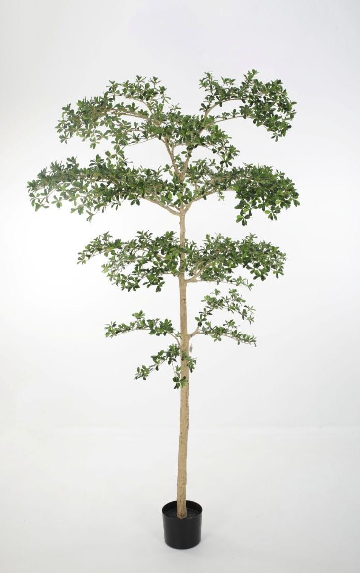 KUNST | BUCIDA | SHADY | LADY | TREE | 213 CM
