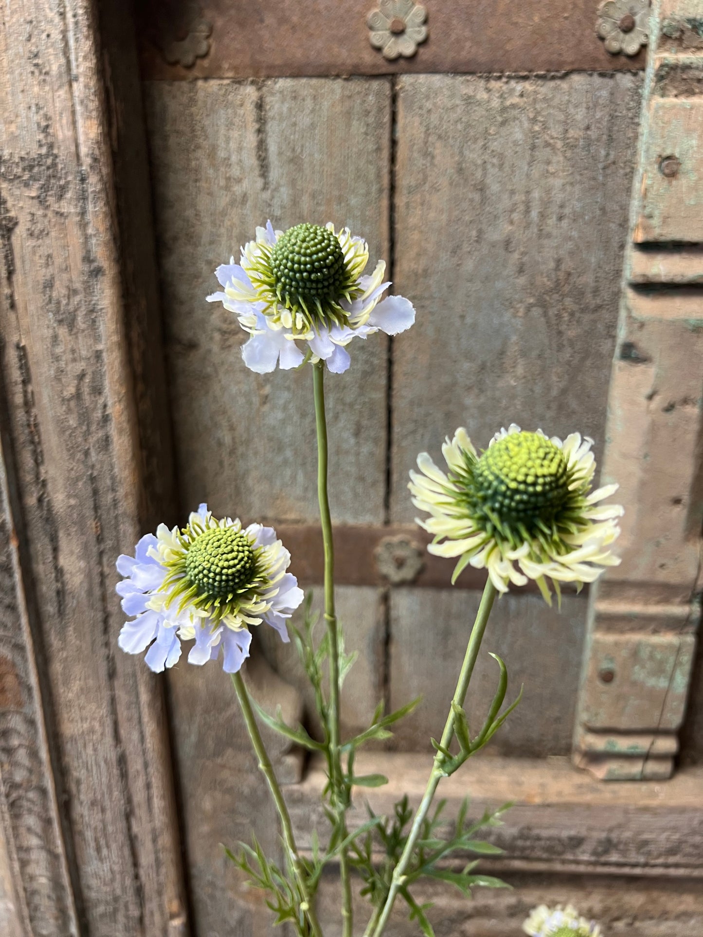 KUNST | SCABIOSA | LAVENDEL