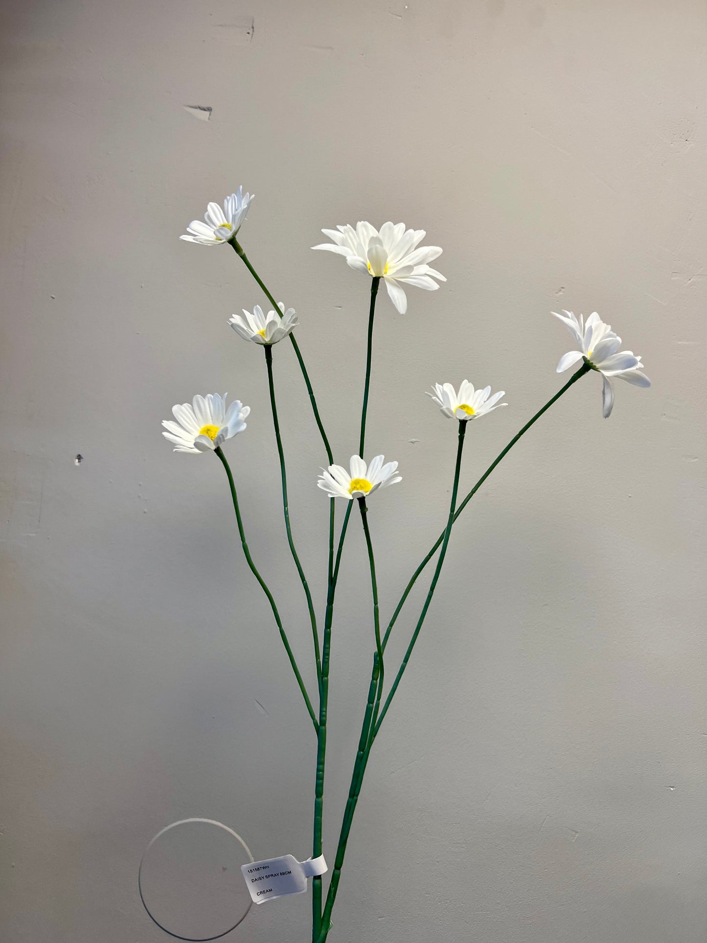 ZIJDEN | WITTE | MARGRIETJES