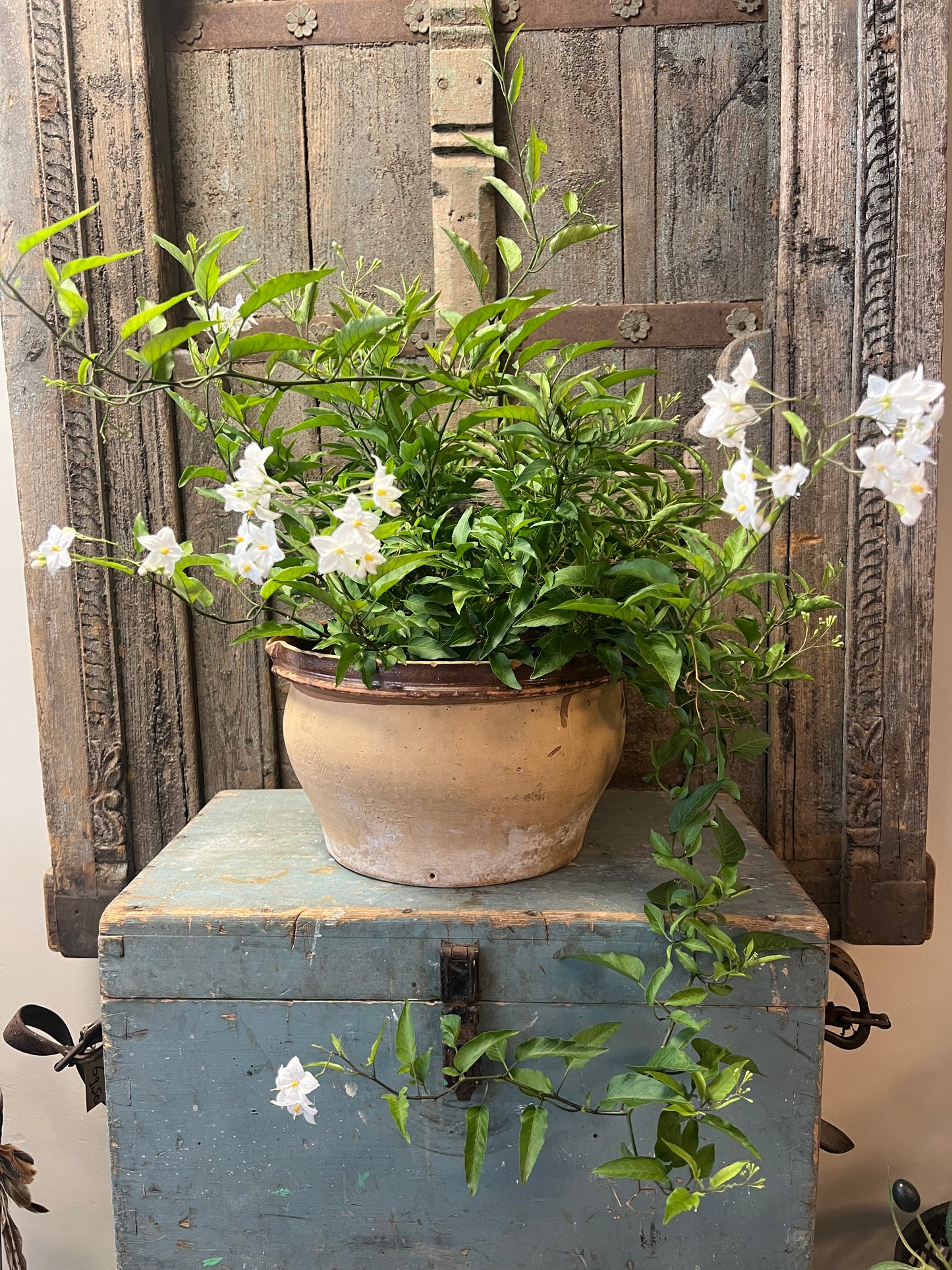 STEENGOED | KOM | BROCANTE