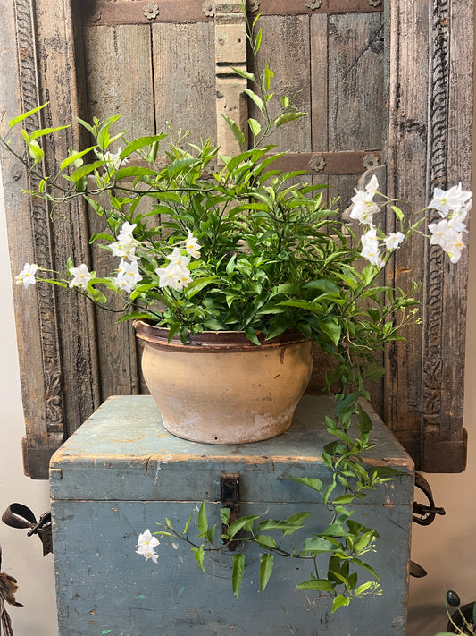 STEENGOED | KOM | BROCANTE