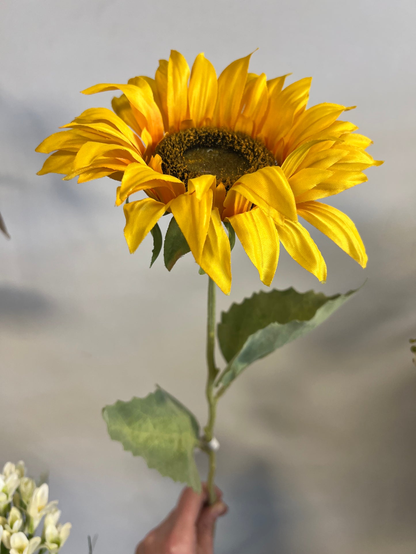 ZIJDEN | ZONNEBLOEM
