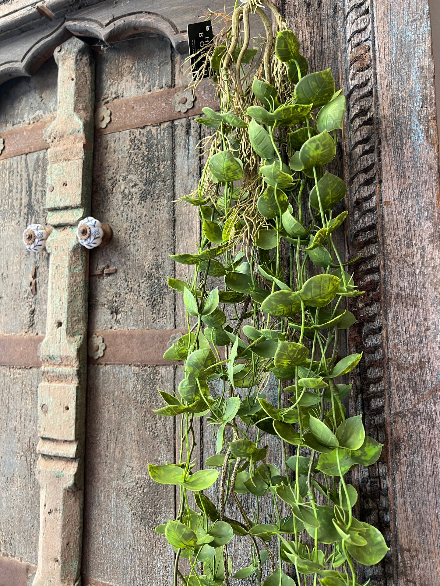 KUNST | HANGPLANT | DISCHIDIA | NUMMULARI