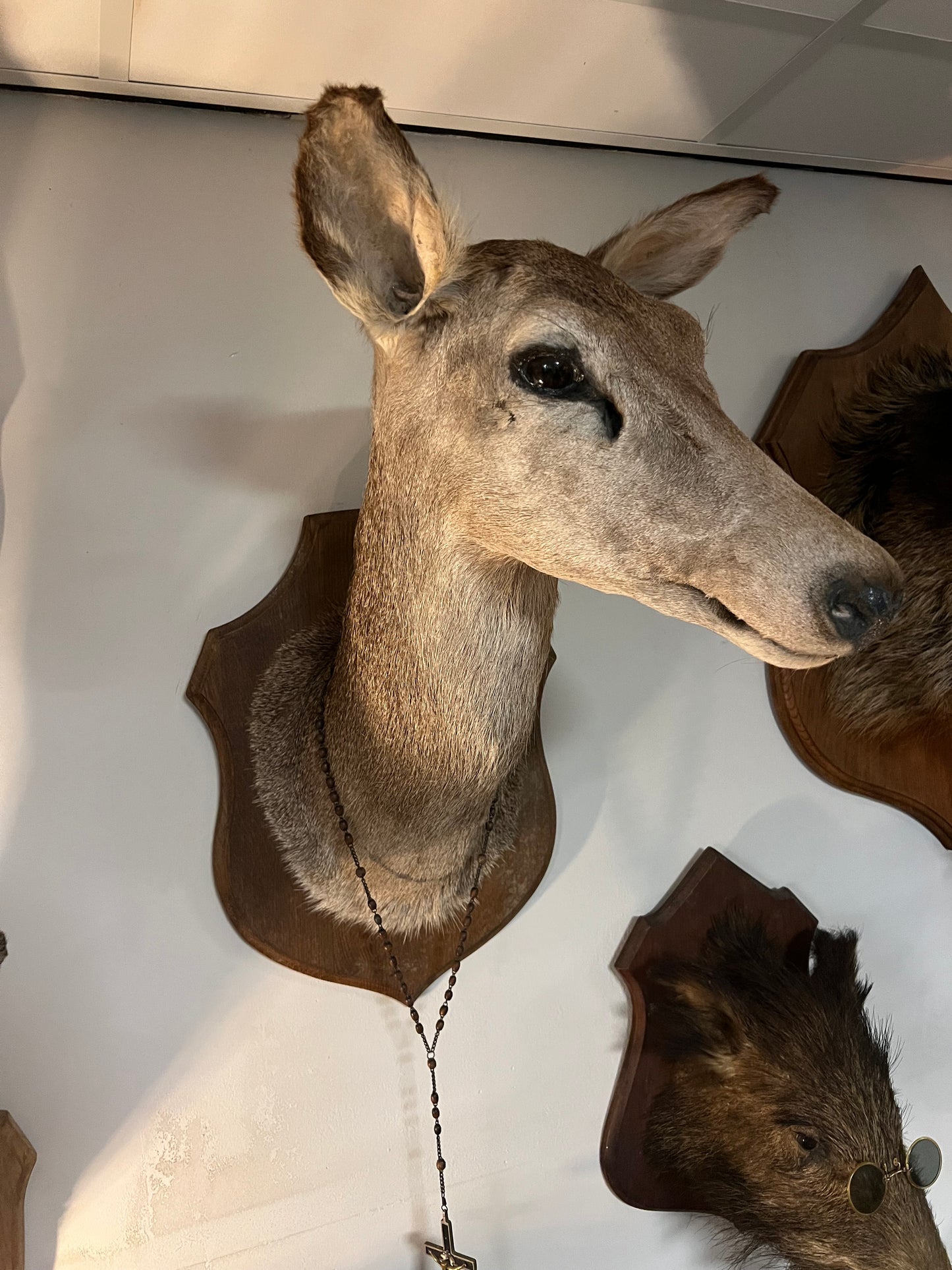 OUDE | HERTENKOP | BROCANTE | TAXIDERMIE | XL