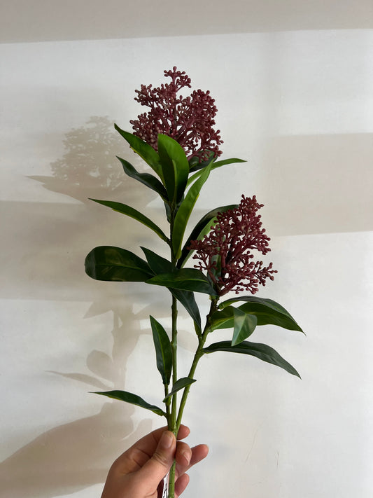 KUNST | SKIMMIA | 2 | KLEUREN