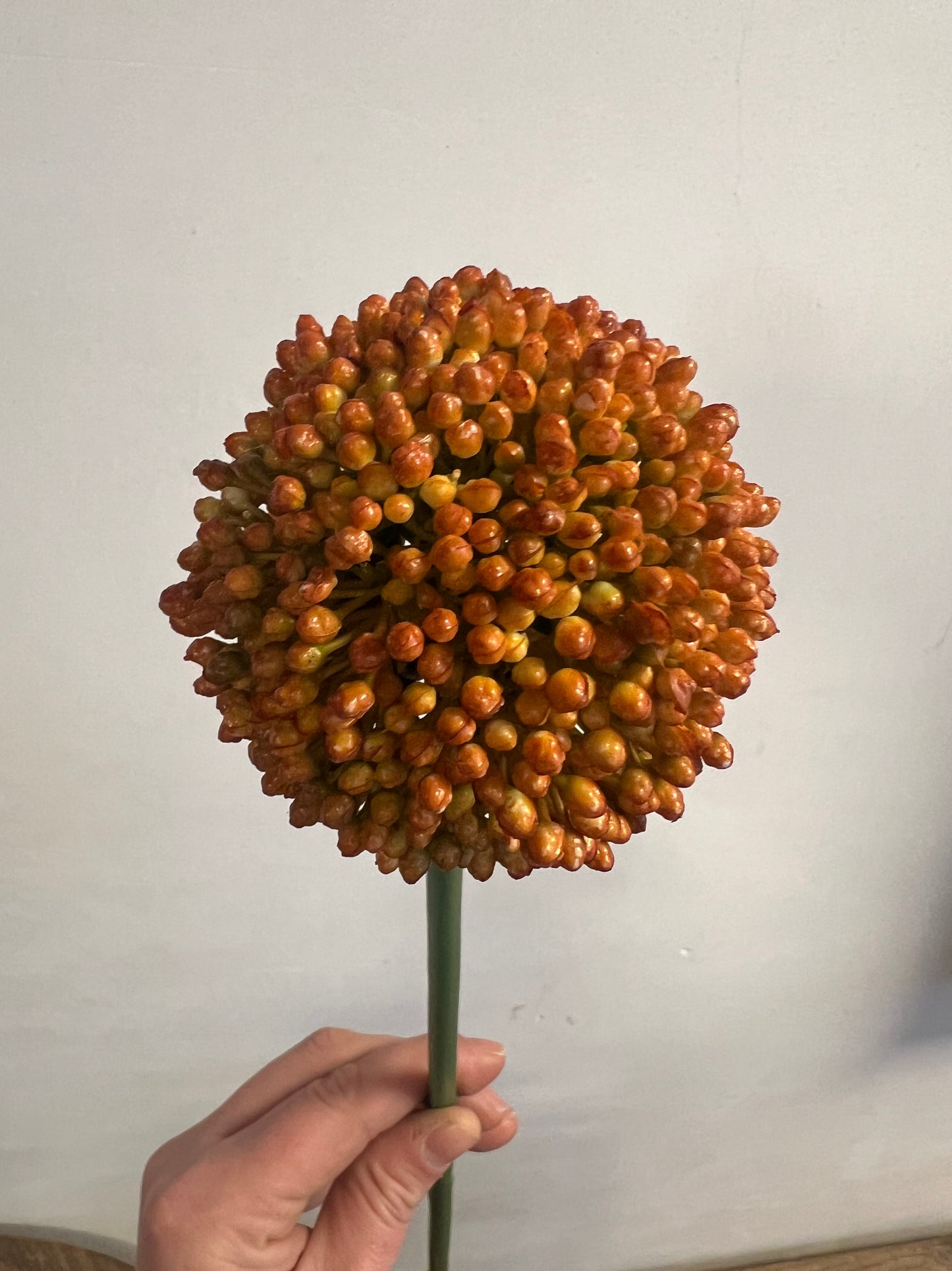 KUNST | ALLIUM | UIENBOL | ORANJE