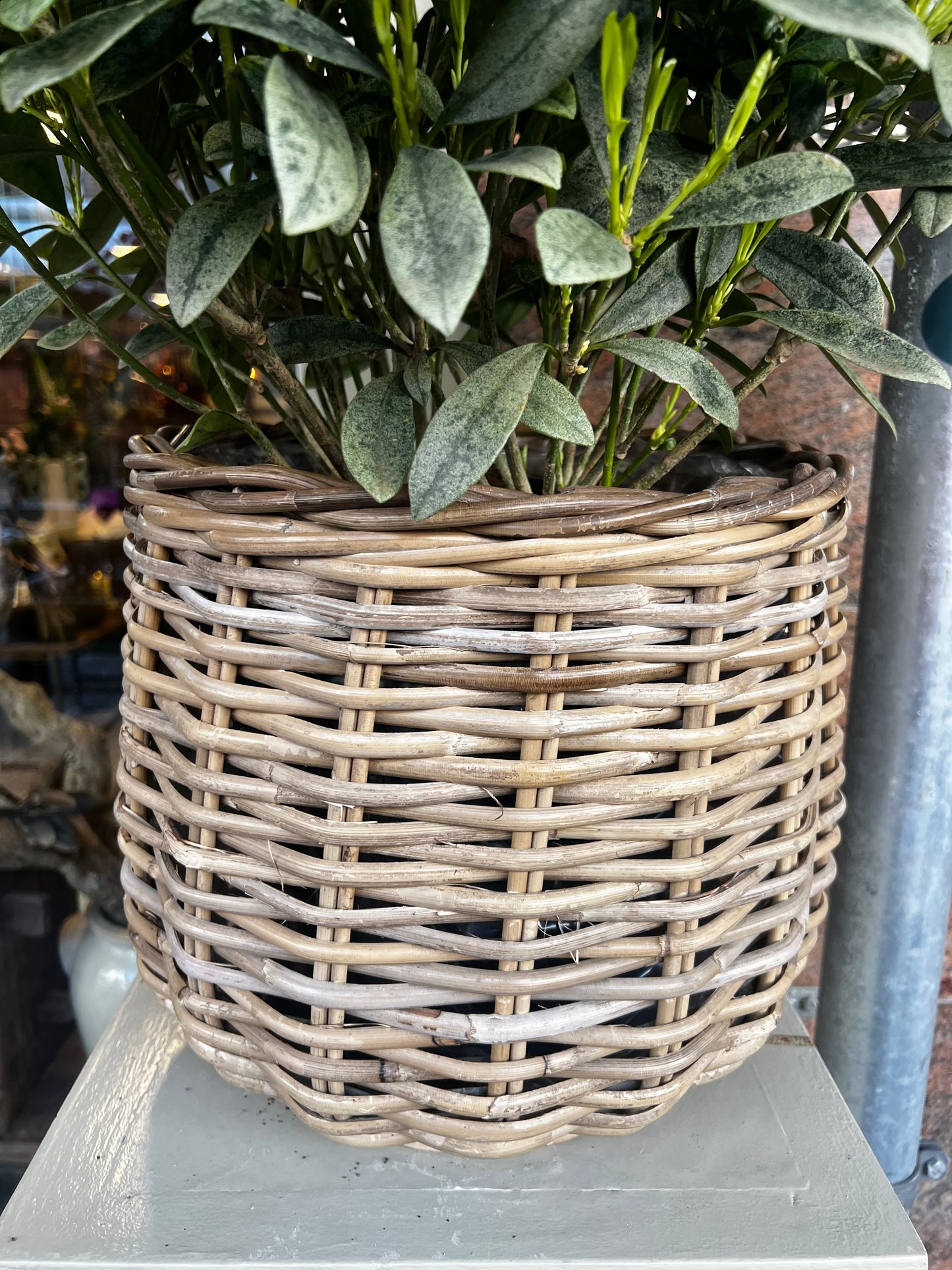 PLANTENMAND | ROTAN | GROOT