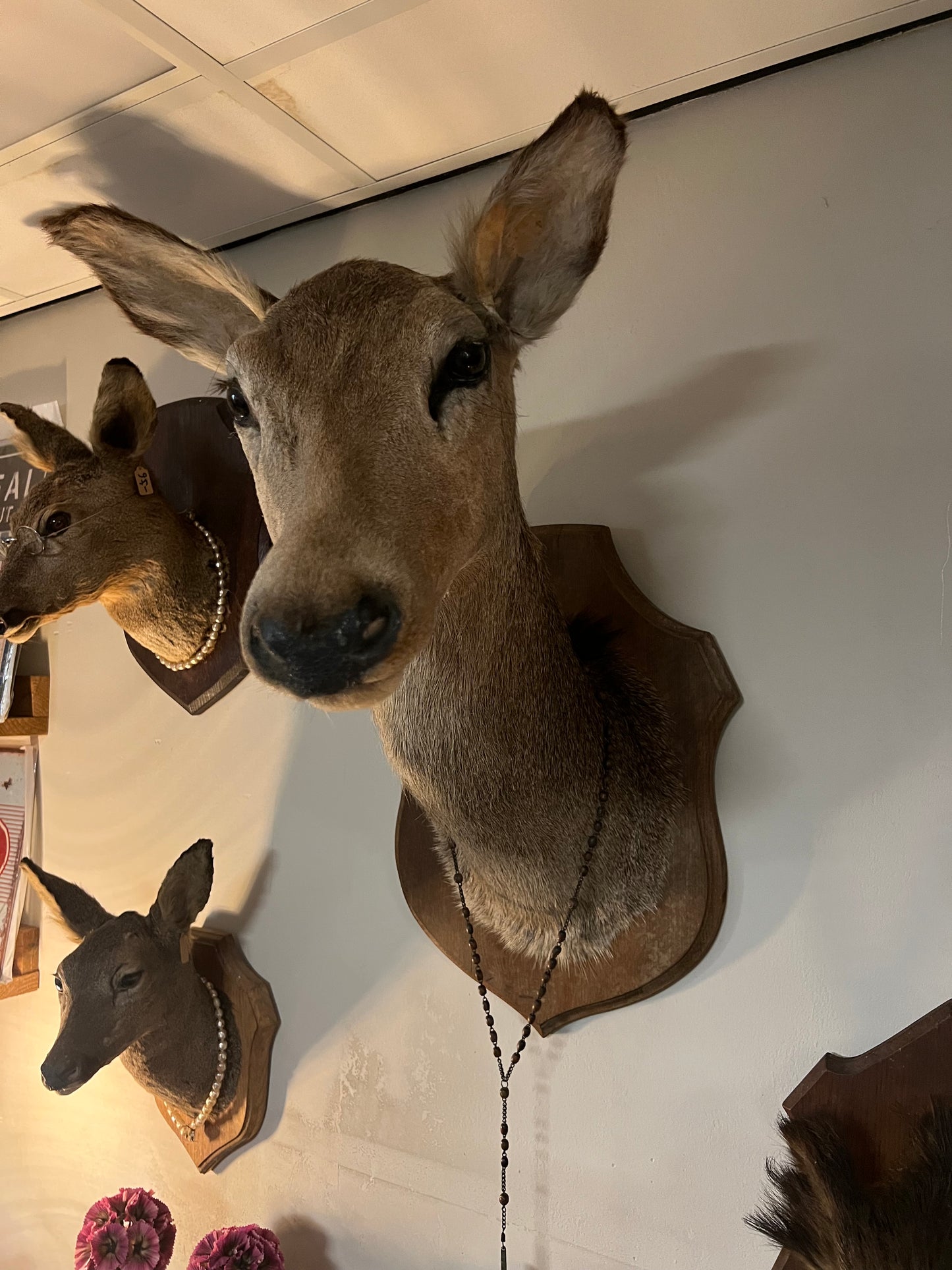 OUDE | HERTENKOP | BROCANTE | TAXIDERMIE | XL