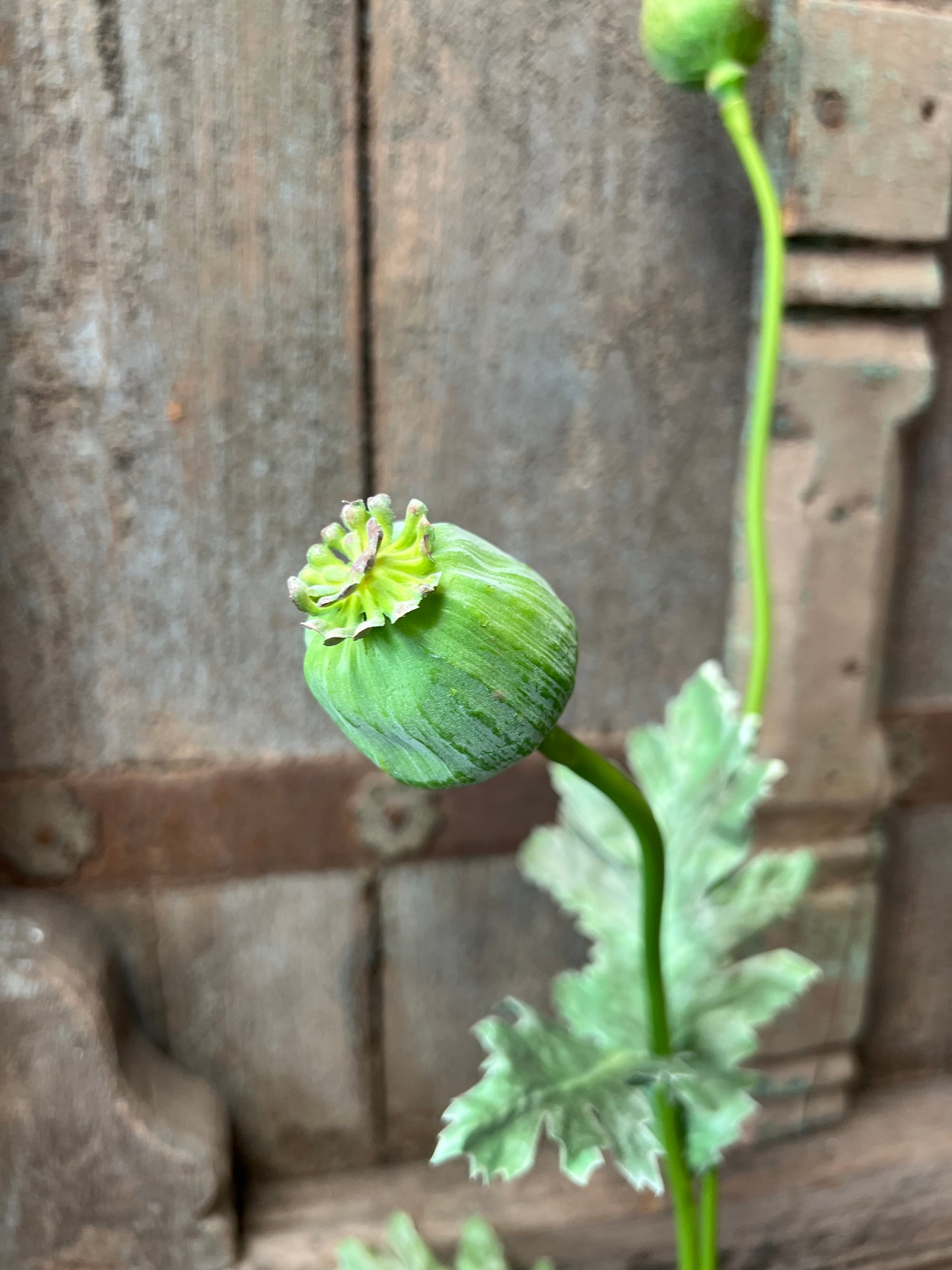 KUNST | PAPAVER | GROEN | 78 CM