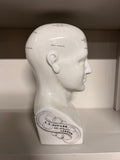 HOOFD | ANATOMIE