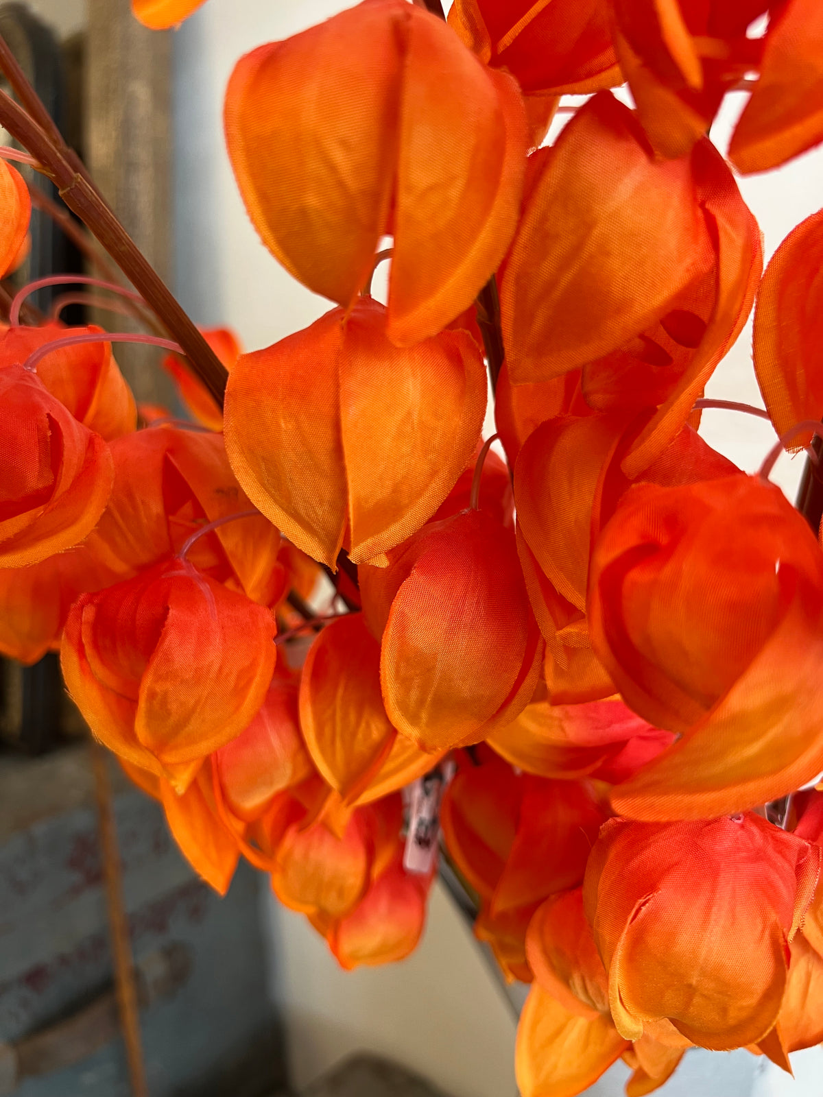 KUNST | PHYSALIS | LAMPIONS | ORANJE